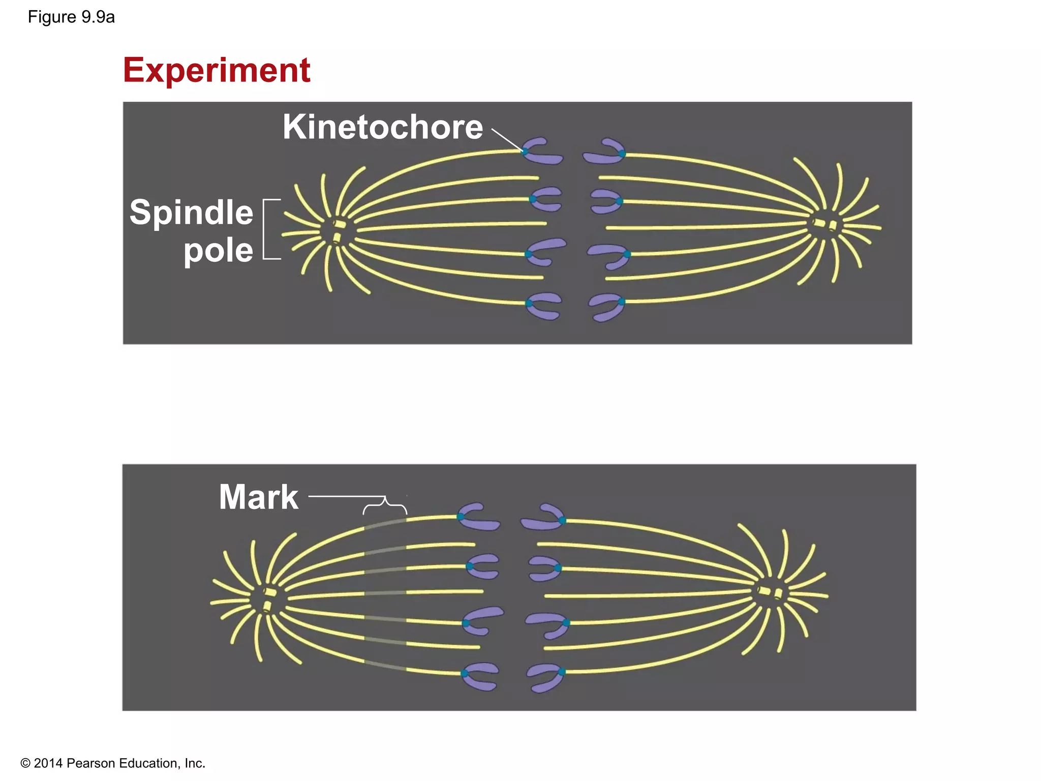© 2014 Pearson Education, Inc.
Figure 9.9a
Kinetochore
Experiment
Spindle
pole
Mark
 