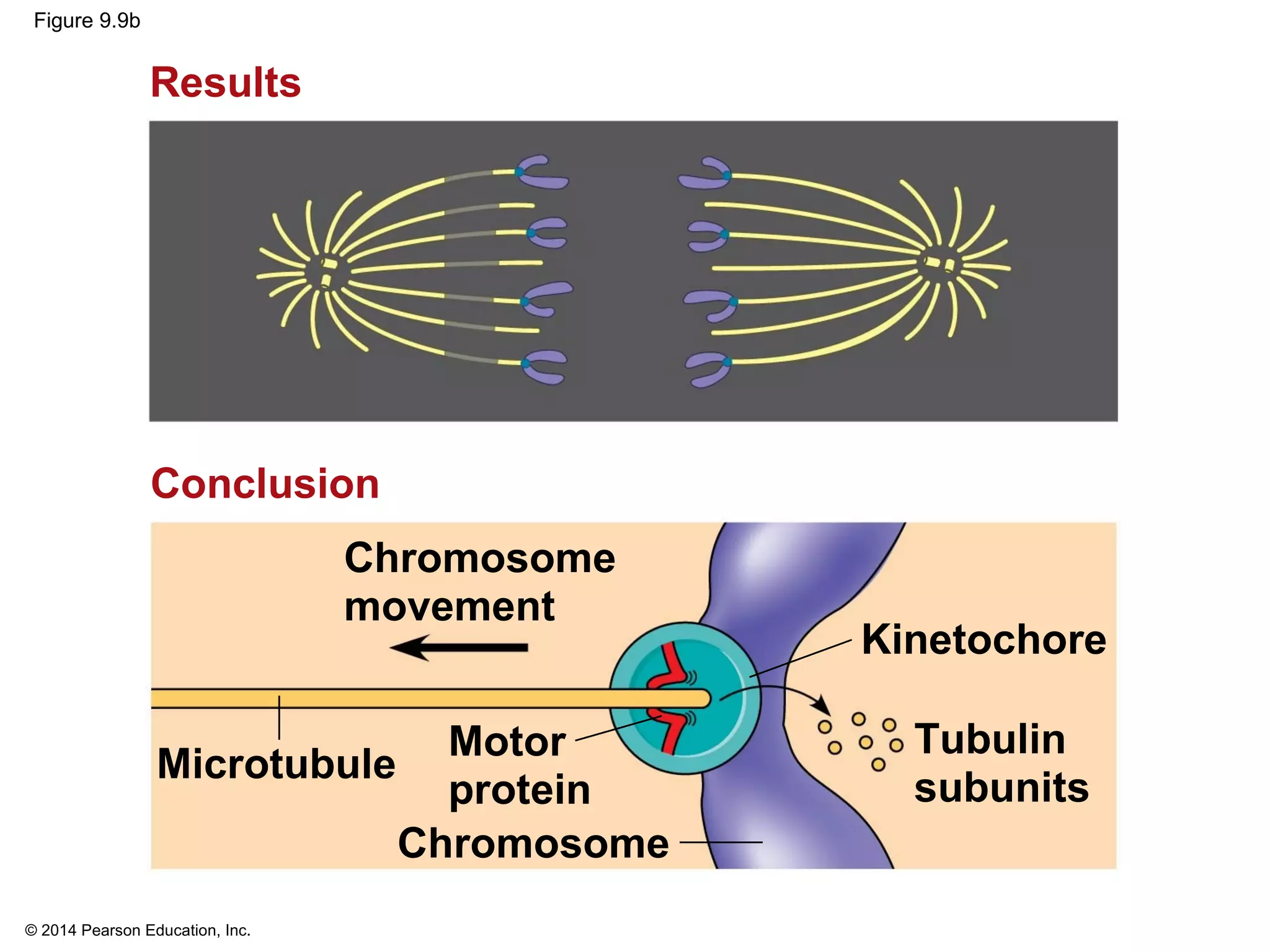 © 2014 Pearson Education, Inc.
Figure 9.9b
Results
Kinetochore
Conclusion
Tubulin
subunits
Chromosome
Motor
protein
Chromosome
movement
Microtubule
 