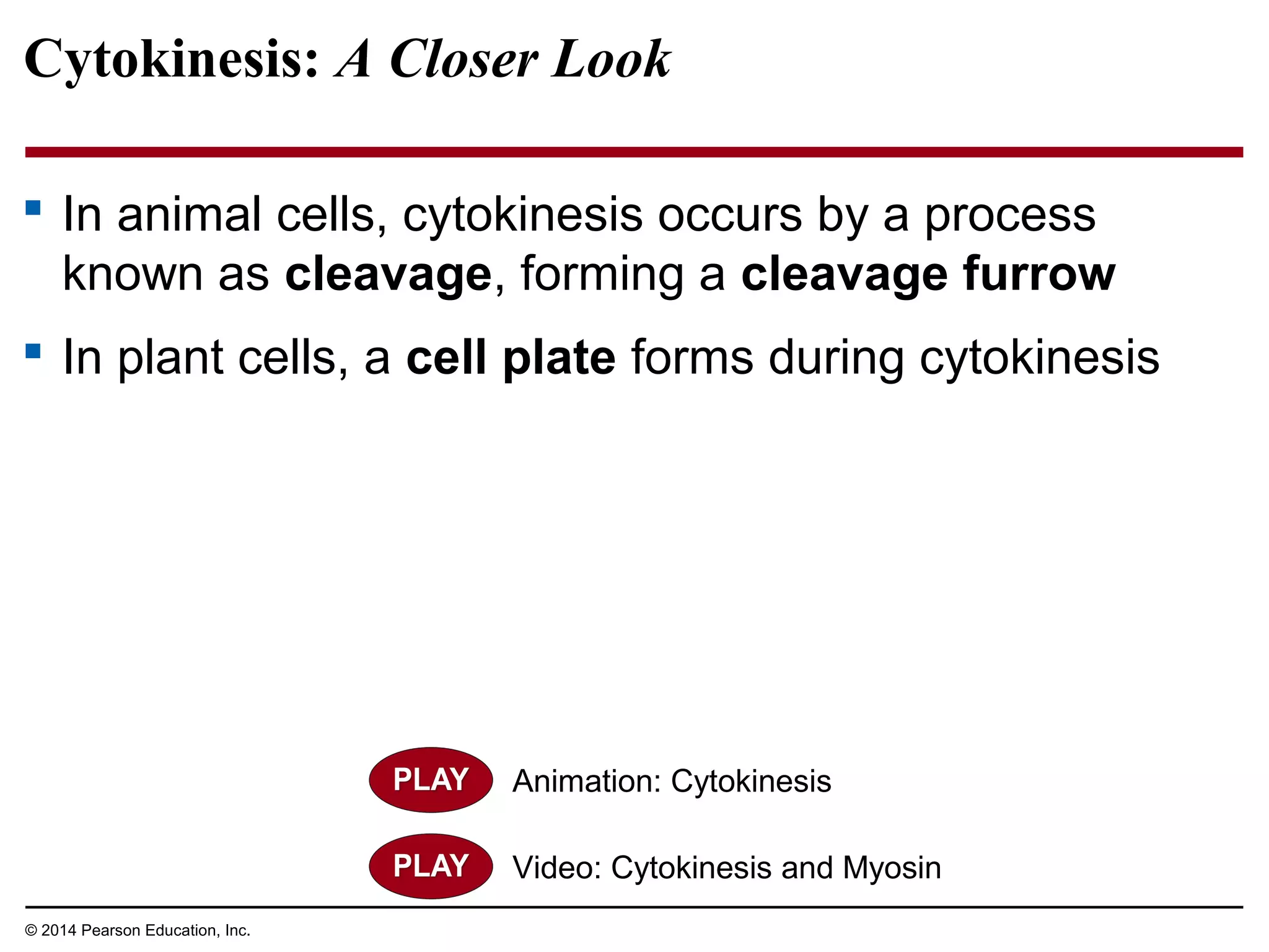 Cytokinesis: A Closer Look
 In animal cells, cytokinesis occurs by a process
known as cleavage, forming a cleavage furrow
 In plant cells, a cell plate forms during cytokinesis
© 2014 Pearson Education, Inc.
Animation: Cytokinesis
Video: Cytokinesis and Myosin
 