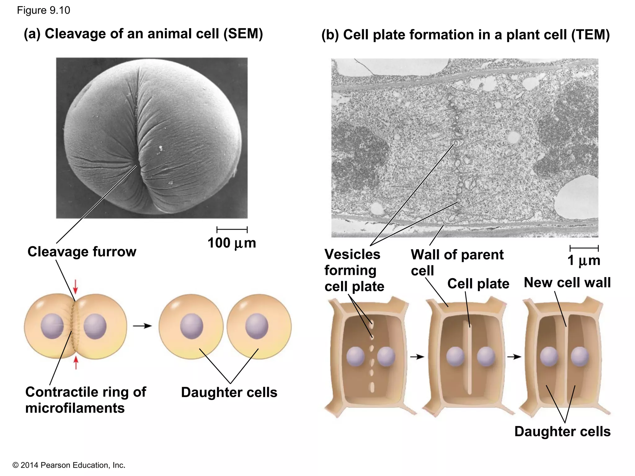 © 2014 Pearson Education, Inc.
Figure 9.10
(a) Cleavage of an animal cell (SEM)
New cell wall
Contractile ring of
microfilaments
Cleavage furrow
Daughter cells
Daughter cells
Cell plate
Wall of parent
cell
Vesicles
forming
cell plate
100 µm
1 µm
(b) Cell plate formation in a plant cell (TEM)
 