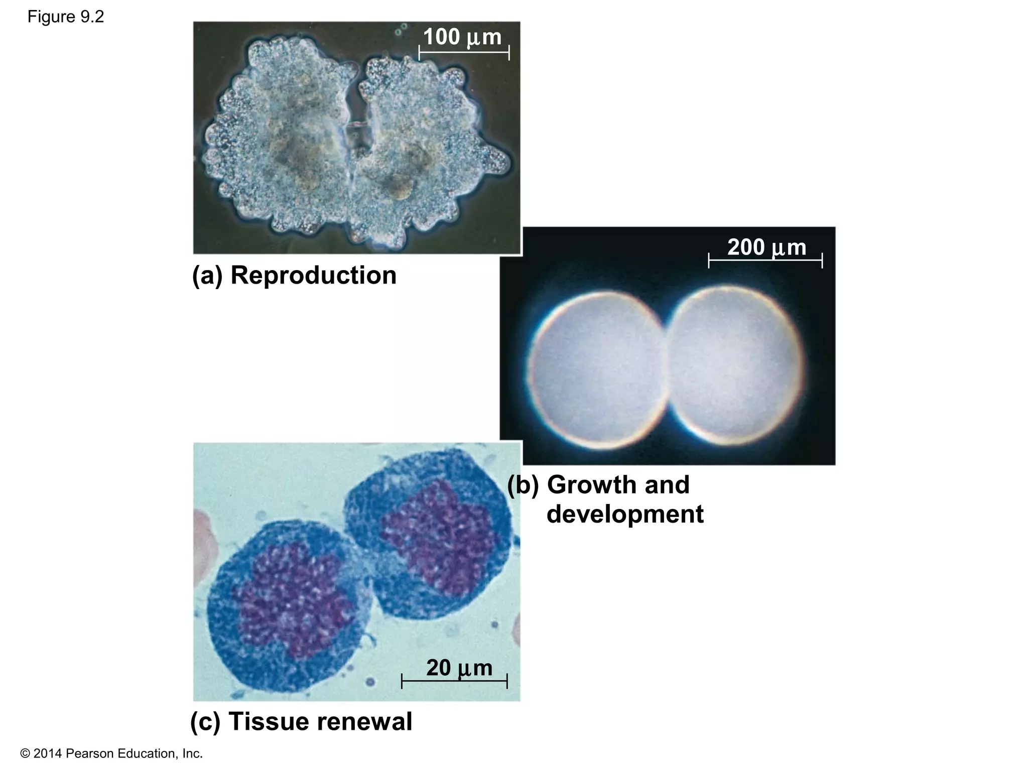 © 2014 Pearson Education, Inc.
Figure 9.2
(a) Reproduction
100 µm
(c) Tissue renewal
(b) Growth and
development
200 µm
20 µm
 