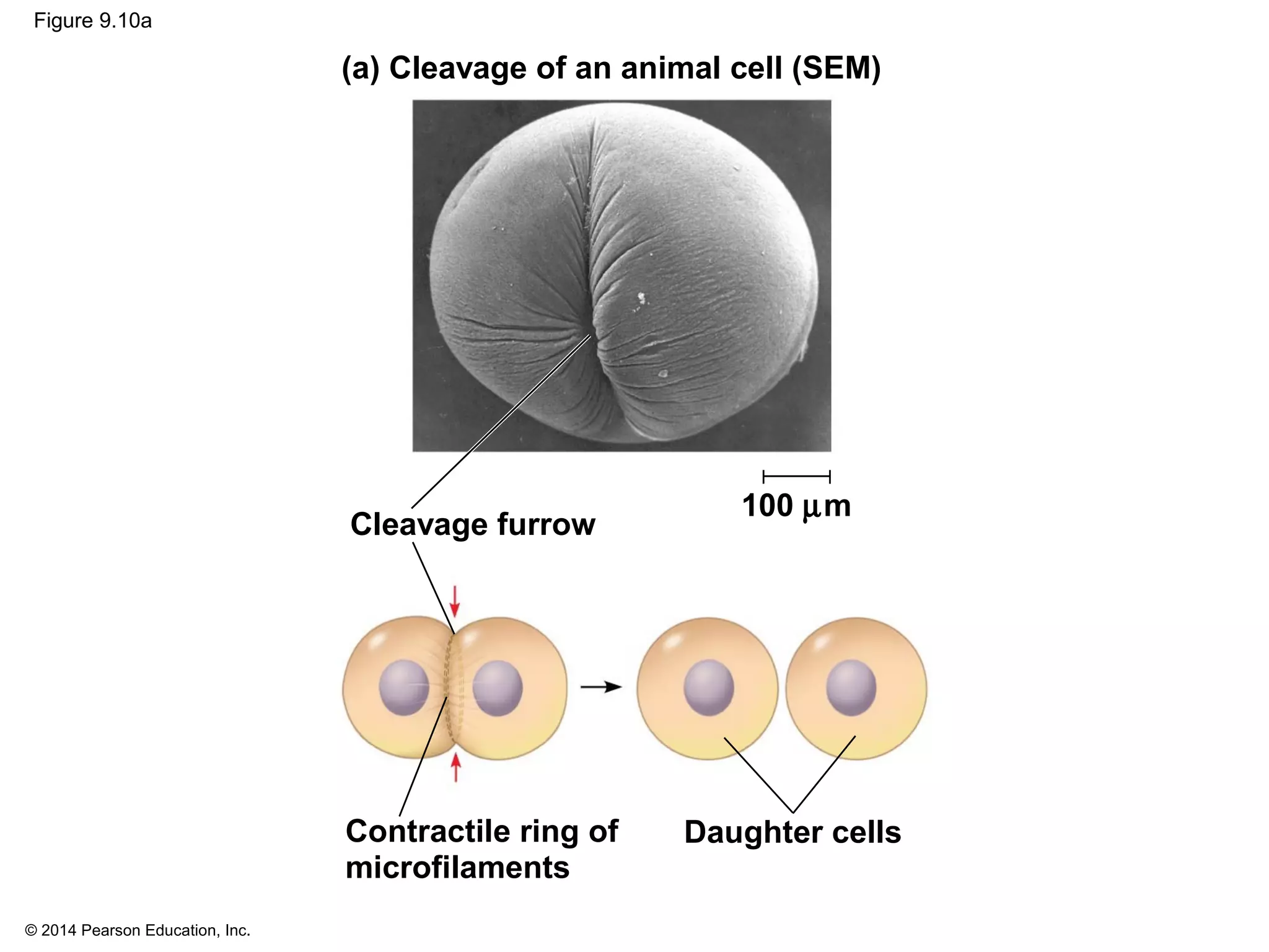 © 2014 Pearson Education, Inc.
Figure 9.10a
(a) Cleavage of an animal cell (SEM)
Contractile ring of
microfilaments
Cleavage furrow
Daughter cells
100 µm
 