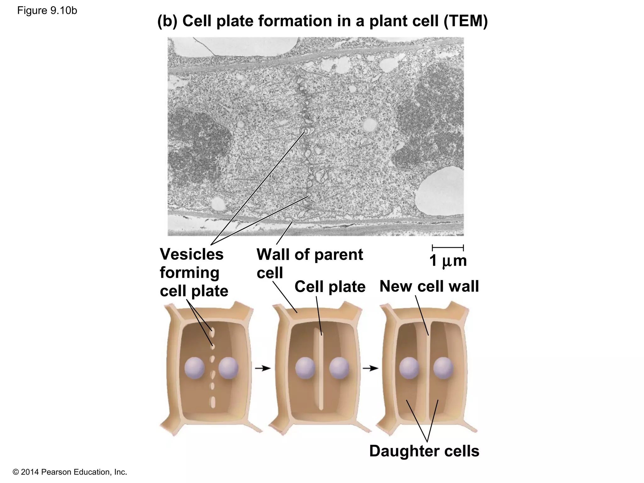 © 2014 Pearson Education, Inc.
Figure 9.10b
New cell wall
Daughter cells
Cell plate
Wall of parent
cell
Vesicles
forming
cell plate
1 µm
(b) Cell plate formation in a plant cell (TEM)
 