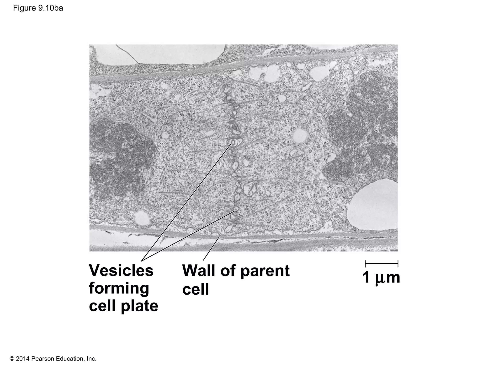 © 2014 Pearson Education, Inc.
Figure 9.10ba
Wall of parent
cell
Vesicles
forming
cell plate
1 µm
 