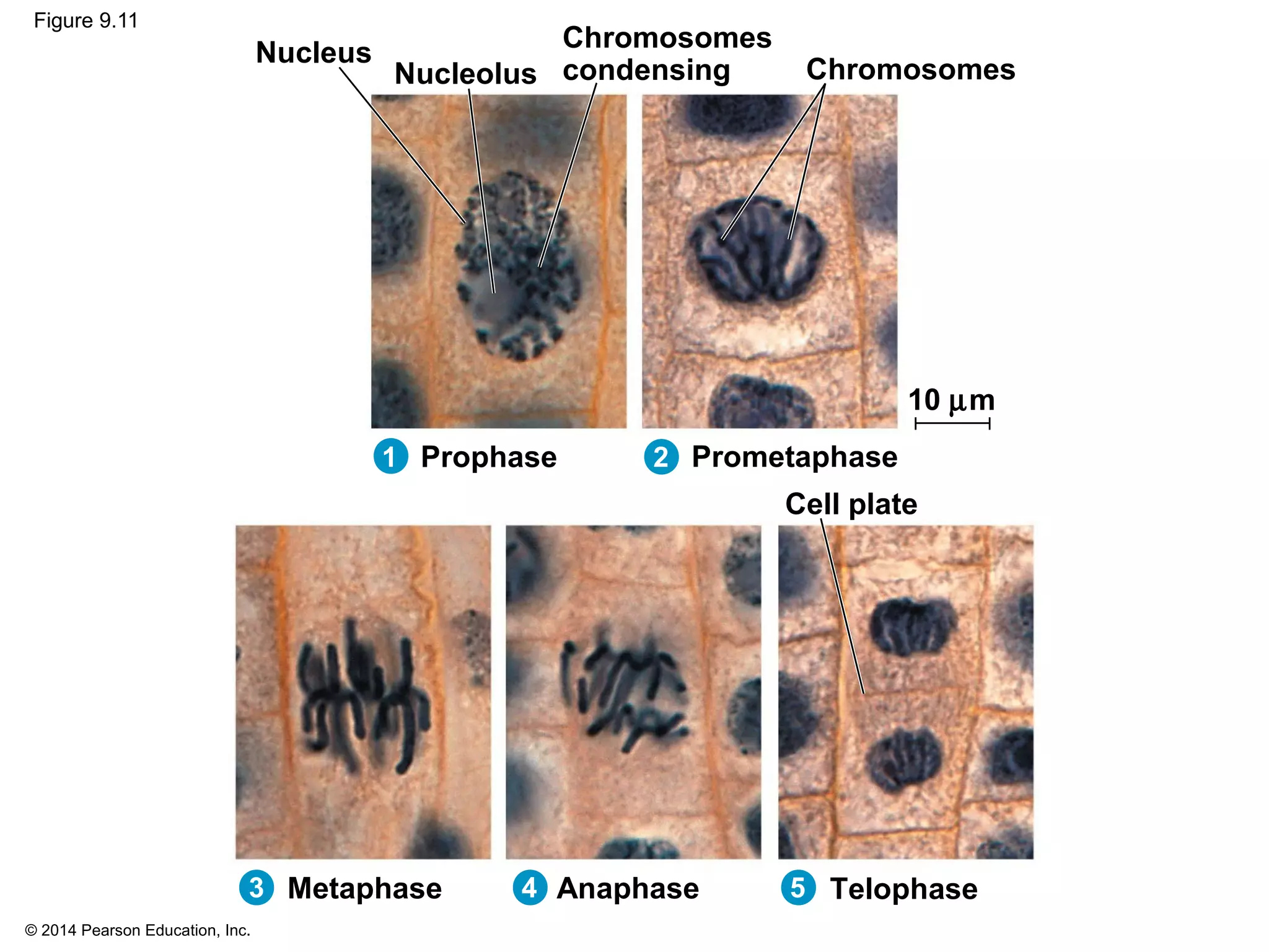 © 2014 Pearson Education, Inc.
Figure 9.11
10 µm
Nucleus
Telophase
Nucleolus
Chromosomes
condensing Chromosomes
Prometaphase
Cell plate
Prophase
AnaphaseMetaphase
1 2
3 4 5
 