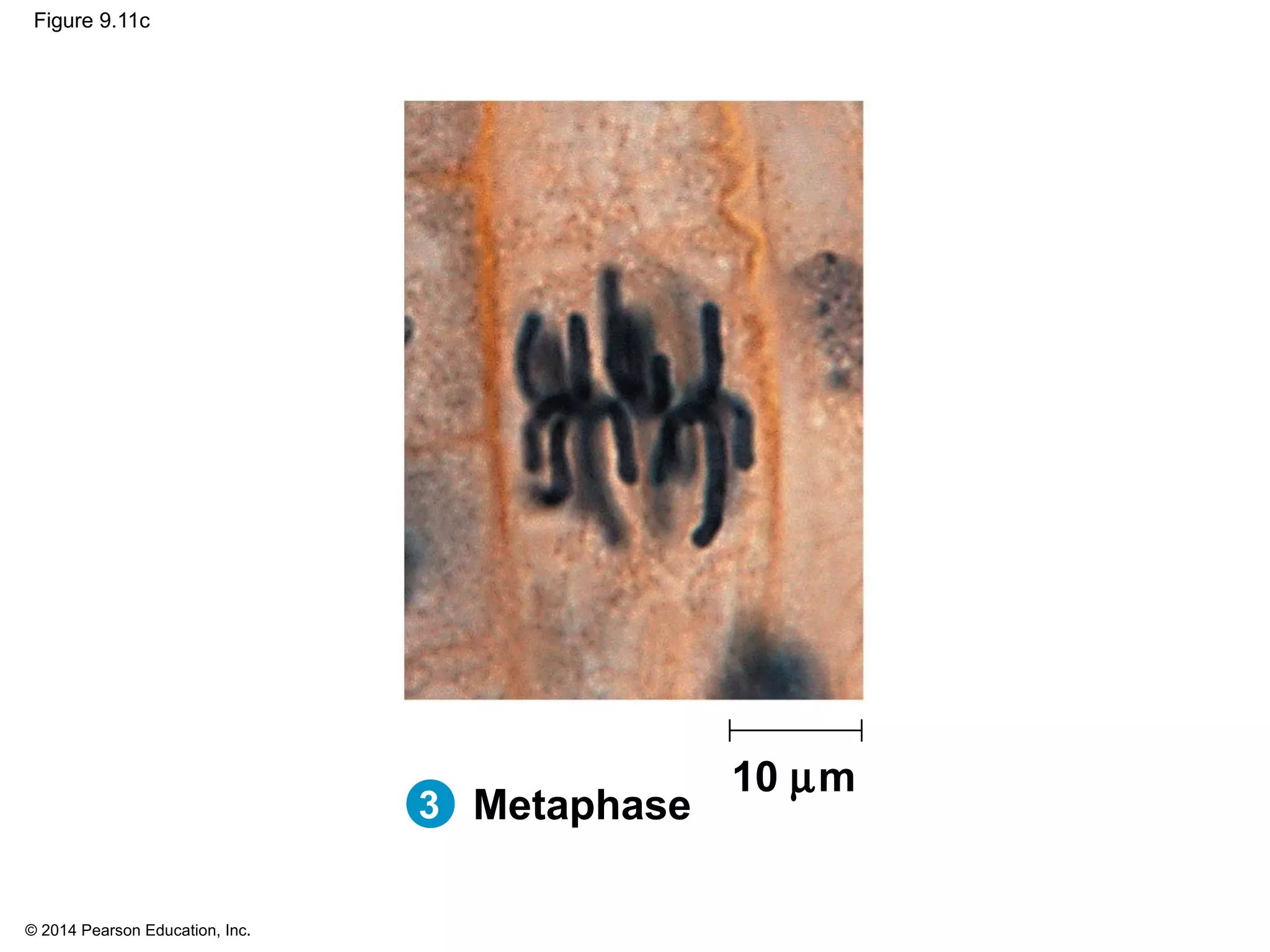 © 2014 Pearson Education, Inc.
Figure 9.11c
10 µm
3 Metaphase
 