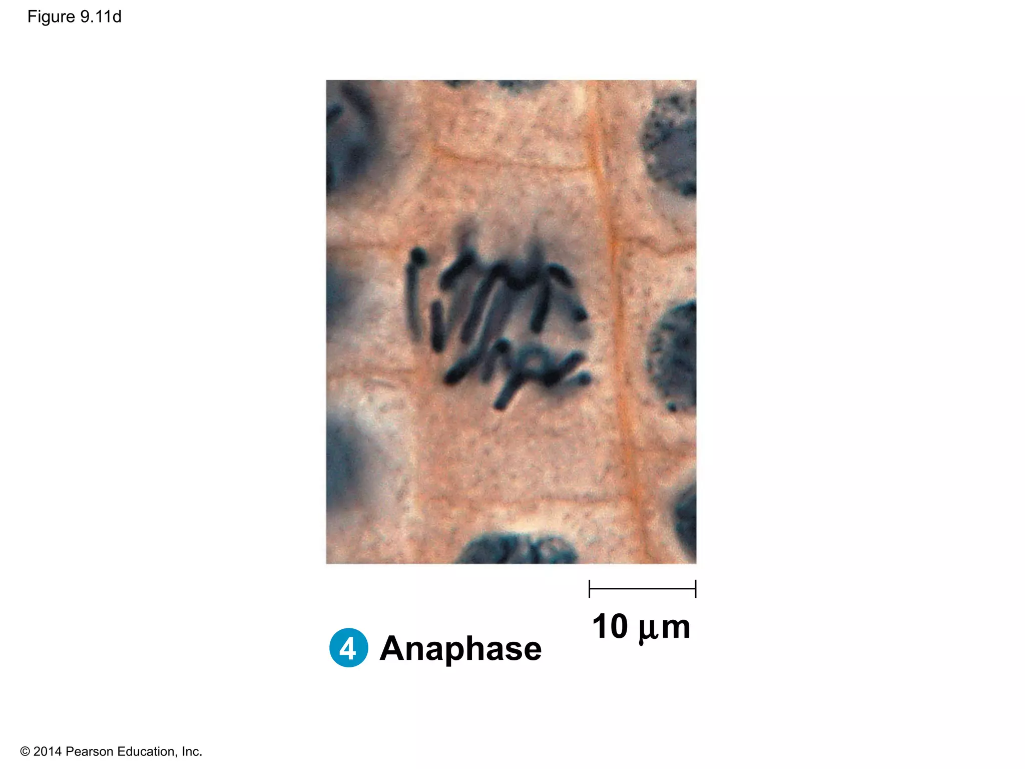 © 2014 Pearson Education, Inc.
Figure 9.11d
10 µm
4 Anaphase
 