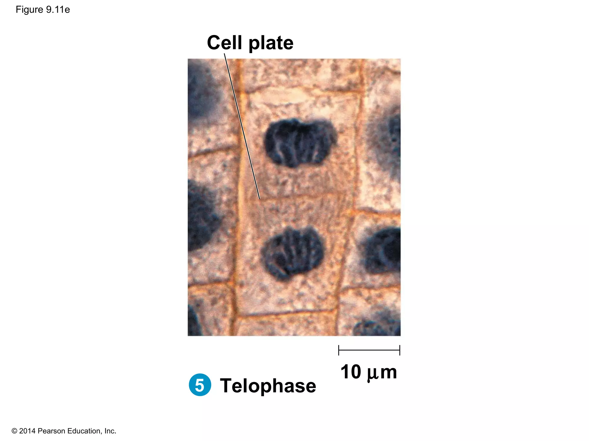 © 2014 Pearson Education, Inc.
Figure 9.11e
10 µm
5 Telophase
Cell plate
 