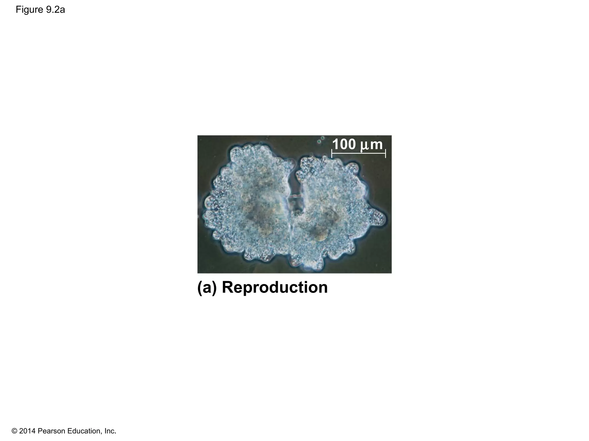 © 2014 Pearson Education, Inc.
Figure 9.2a
(a) Reproduction
100 µm
 