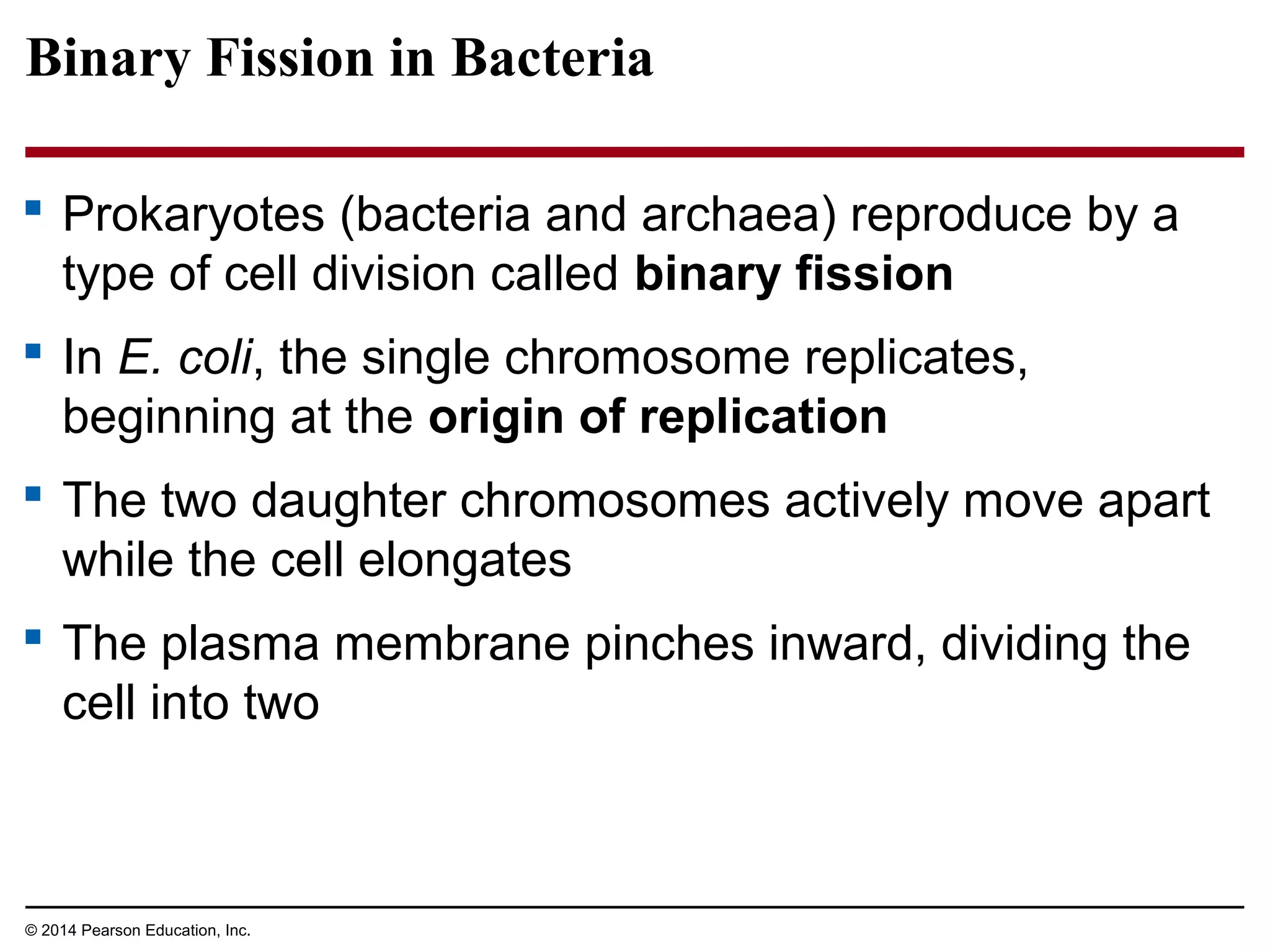 Binary Fission in Bacteria
 Prokaryotes (bacteria and archaea) reproduce by a
type of cell division called binary fission
 In E. coli, the single chromosome replicates,
beginning at the origin of replication
 The two daughter chromosomes actively move apart
while the cell elongates
 The plasma membrane pinches inward, dividing the
cell into two
© 2014 Pearson Education, Inc.
 