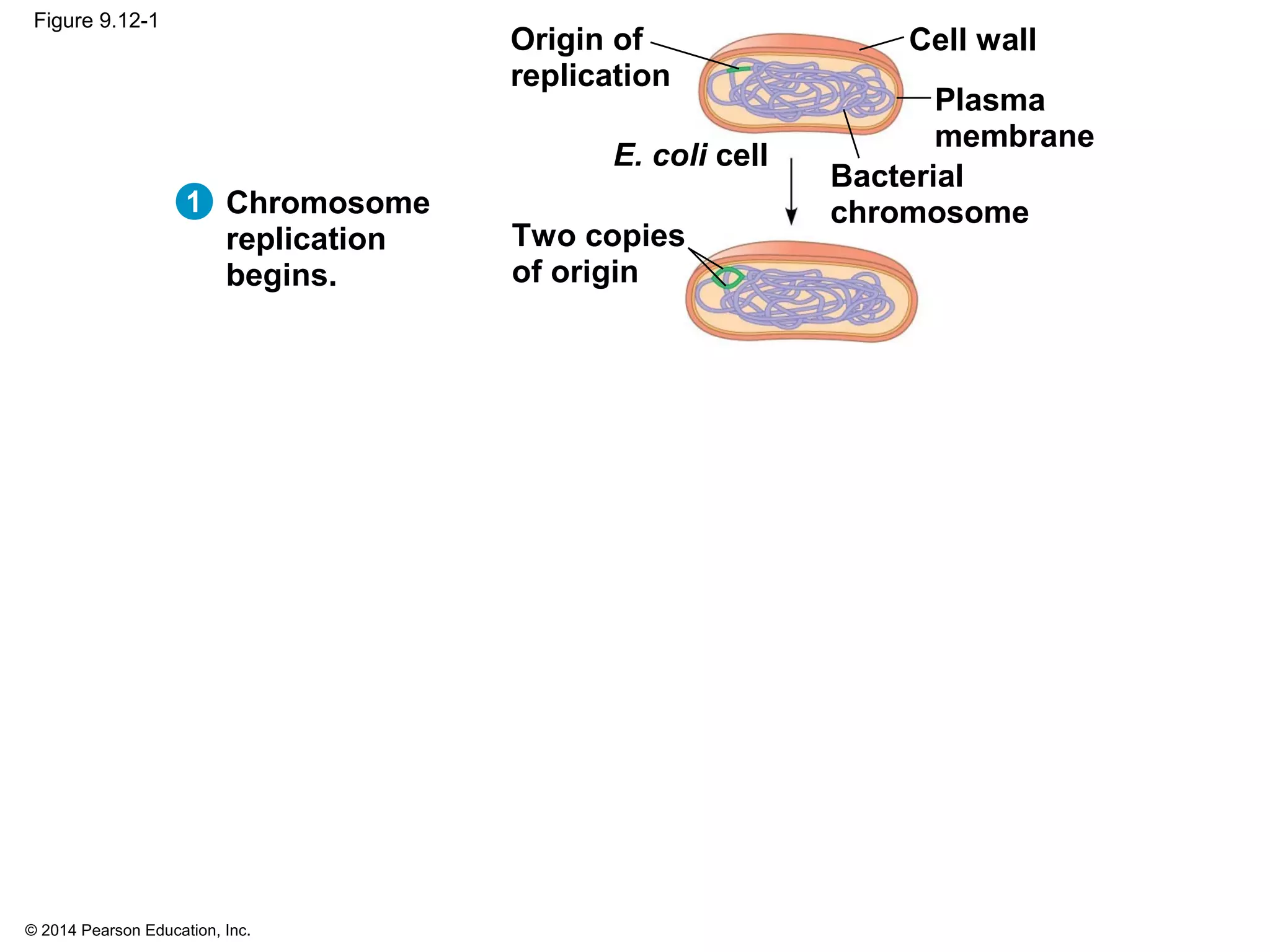 © 2014 Pearson Education, Inc.
Figure 9.12-1
1
Origin of
replication
Two copies
of origin
Bacterial
chromosome
Plasma
membrane
Cell wall
E. coli cell
Chromosome
replication
begins.
 
