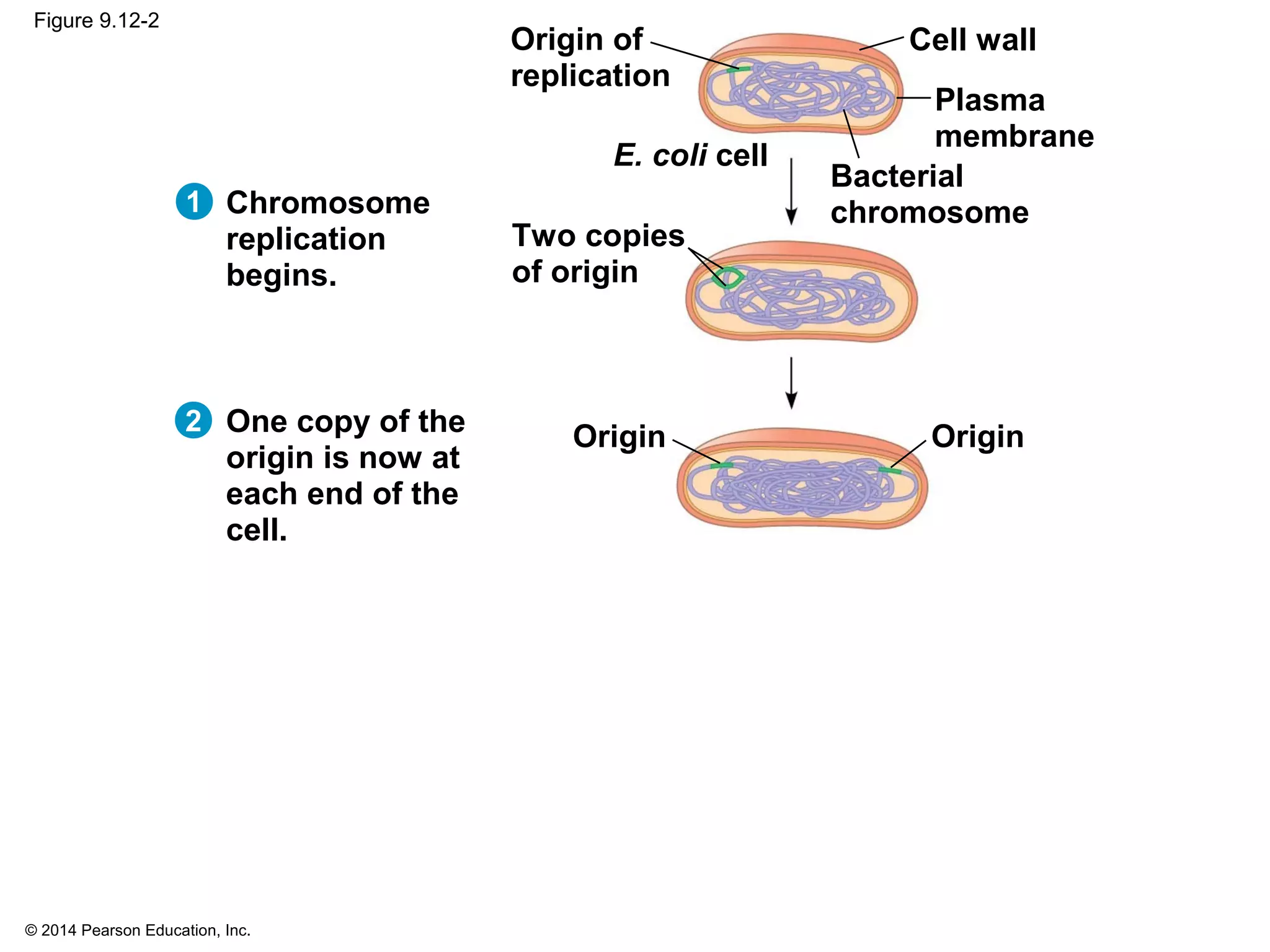 © 2014 Pearson Education, Inc.
Figure 9.12-2
1
Origin of
replication
Two copies
of origin
Bacterial
chromosome
Plasma
membrane
Cell wall
E. coli cell
Origin Origin
Chromosome
replication
begins.
2 One copy of the
origin is now at
each end of the
cell.
 