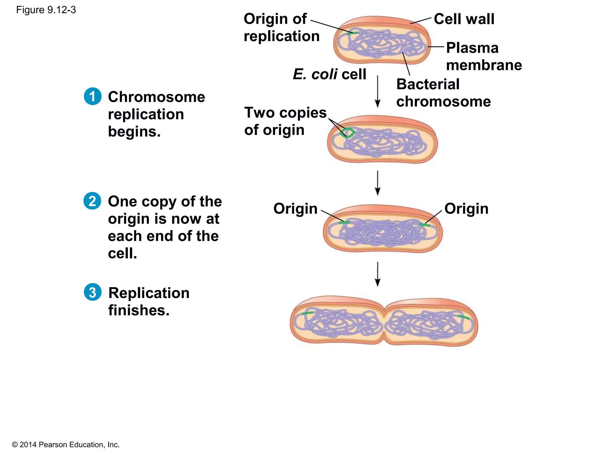 © 2014 Pearson Education, Inc.
Figure 9.12-3
1
Origin of
replication
Two copies
of origin
Bacterial
chromosome
Plasma
membrane
Cell wall
E. coli cell
Origin Origin
Chromosome
replication
begins.
2
3
One copy of the
origin is now at
each end of the
cell.
Replication
finishes.
 
