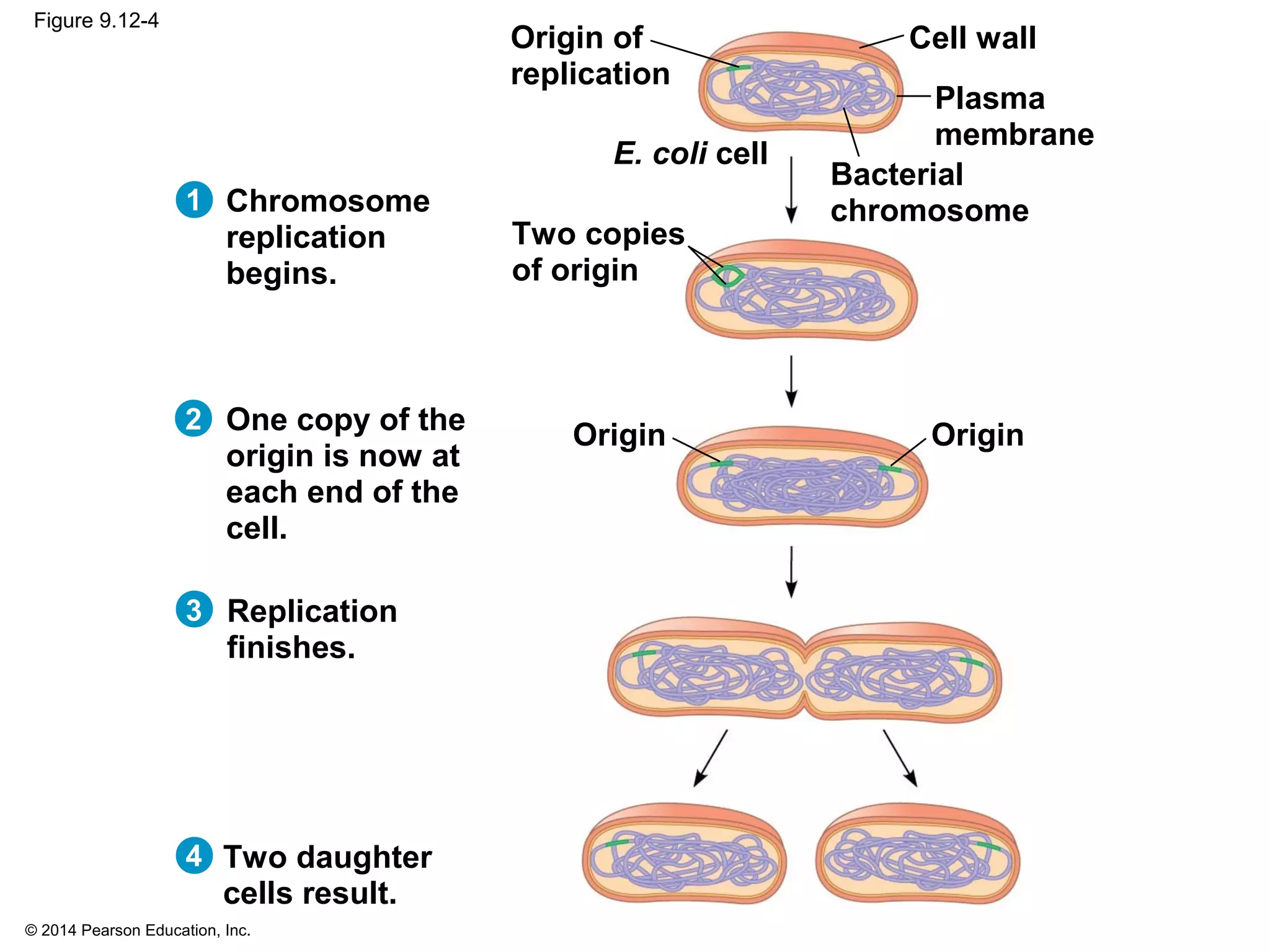 © 2014 Pearson Education, Inc.
Figure 9.12-4
1
Origin of
replication
Two copies
of origin
Bacterial
chromosome
Plasma
membrane
Cell wall
E. coli cell
Origin Origin
Chromosome
replication
begins.
2
3
4
One copy of the
origin is now at
each end of the
cell.
Replication
finishes.
Two daughter
cells result.
 
