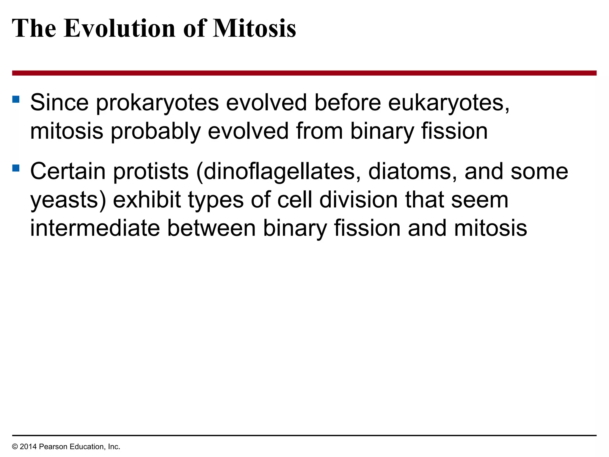 The Evolution of Mitosis
 Since prokaryotes evolved before eukaryotes,
mitosis probably evolved from binary fission
 Certain protists (dinoflagellates, diatoms, and some
yeasts) exhibit types of cell division that seem
intermediate between binary fission and mitosis
© 2014 Pearson Education, Inc.
 