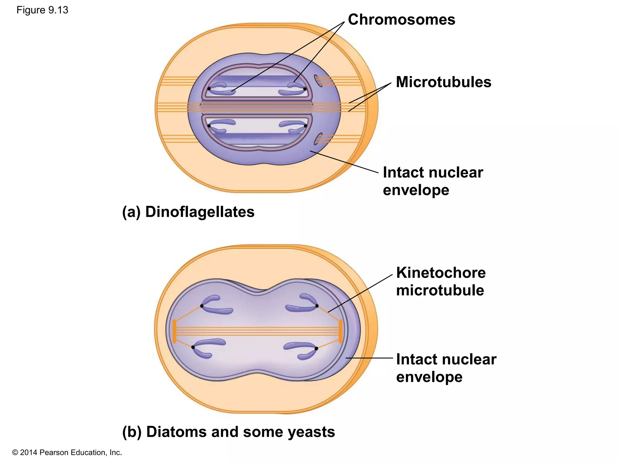 © 2014 Pearson Education, Inc.
Figure 9.13
Chromosomes
Intact nuclear
envelope
Microtubules
Kinetochore
microtubule
Intact nuclear
envelope
(a) Dinoflagellates
(b) Diatoms and some yeasts
 