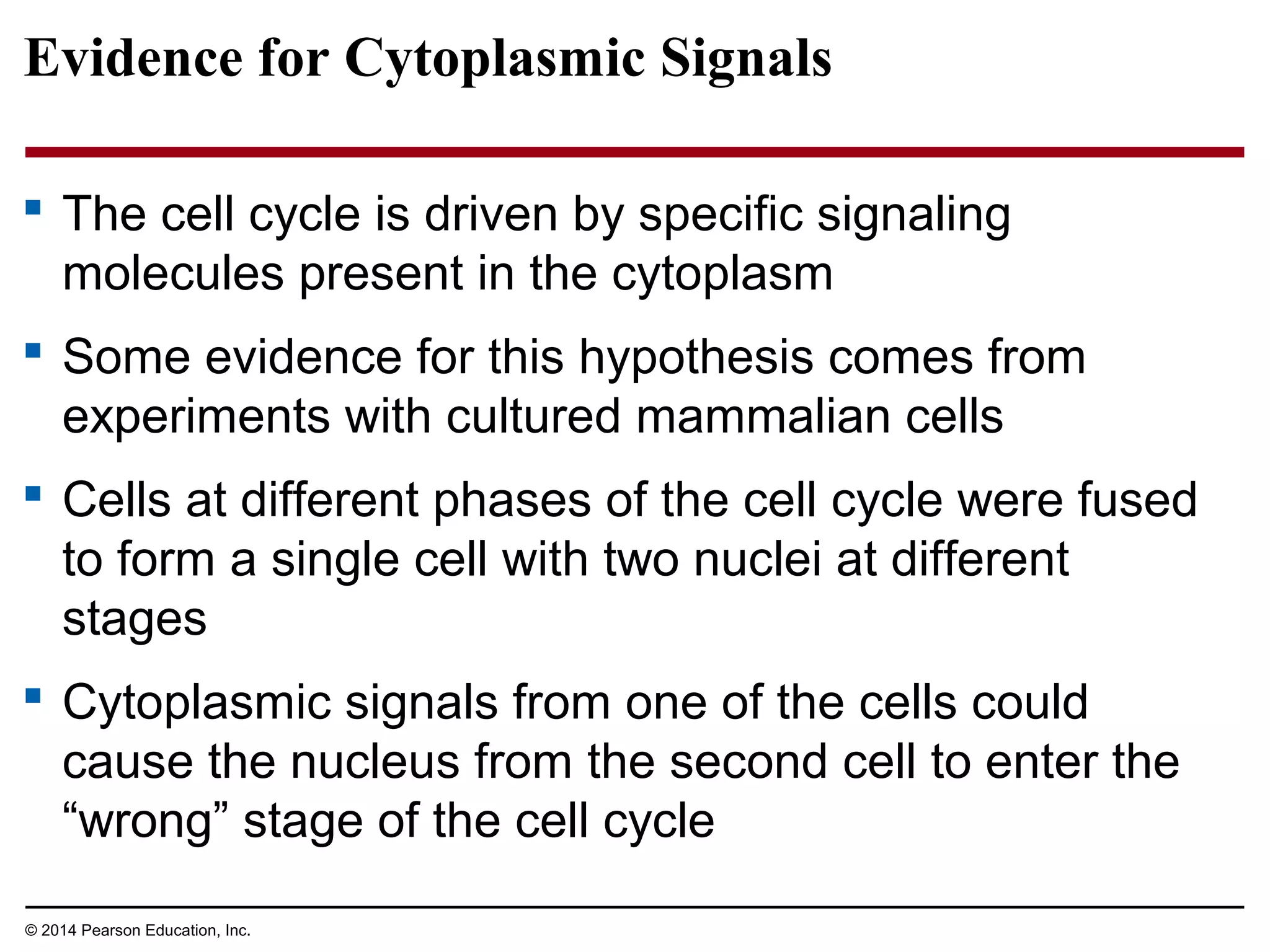 Evidence for Cytoplasmic Signals
 The cell cycle is driven by specific signaling
molecules present in the cytoplasm
 Some evidence for this hypothesis comes from
experiments with cultured mammalian cells
 Cells at different phases of the cell cycle were fused
to form a single cell with two nuclei at different
stages
 Cytoplasmic signals from one of the cells could
cause the nucleus from the second cell to enter the
“wrong” stage of the cell cycle
© 2014 Pearson Education, Inc.
 