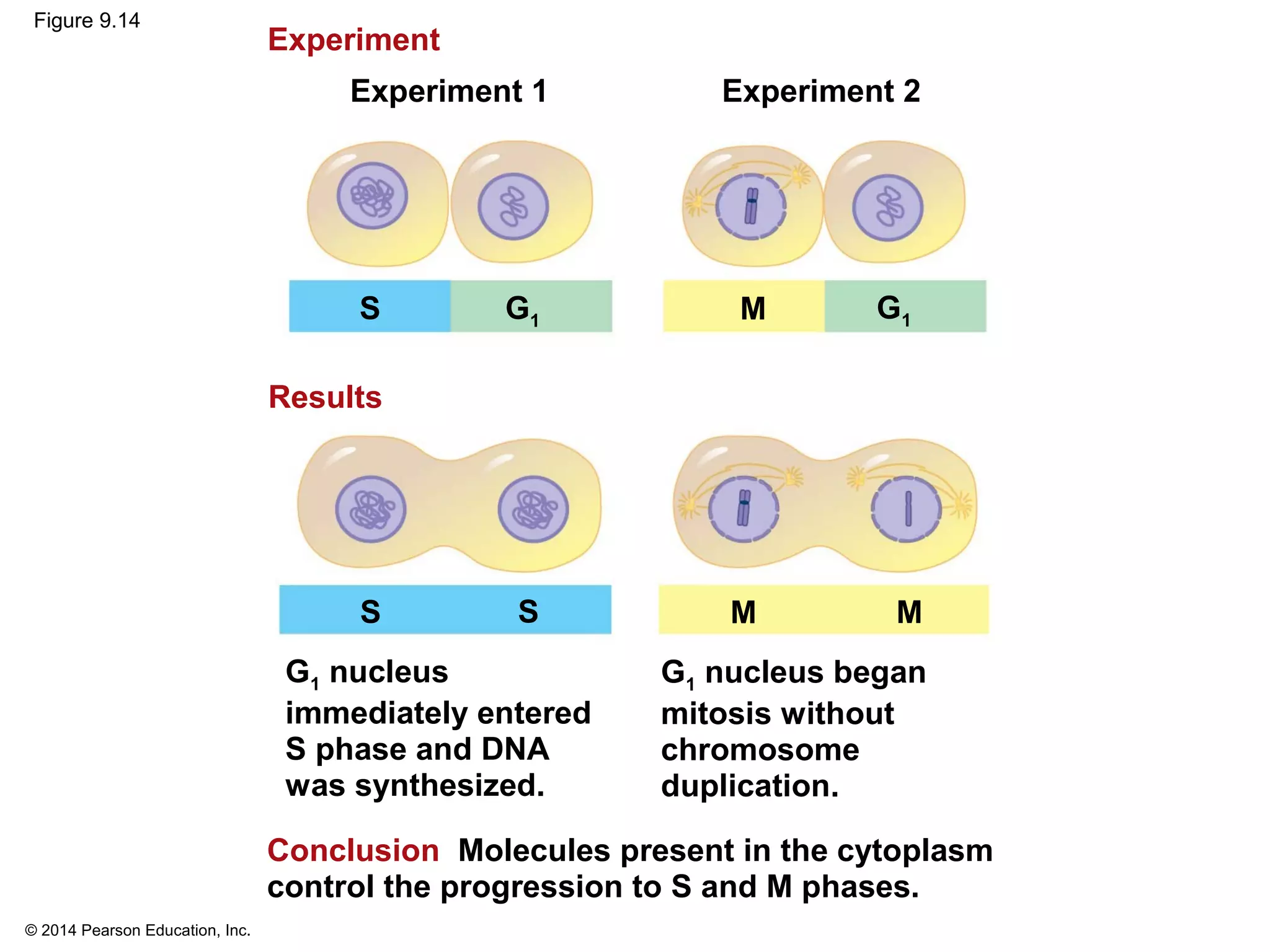© 2014 Pearson Education, Inc.
Figure 9.14
G1 nucleus
immediately entered
S phase and DNA
was synthesized.
Experiment
Experiment 1 Experiment 2
Results
S
SS
MG1
MM
G1
G1 nucleus began
mitosis without
chromosome
duplication.
Conclusion Molecules present in the cytoplasm
control the progression to S and M phases.
 