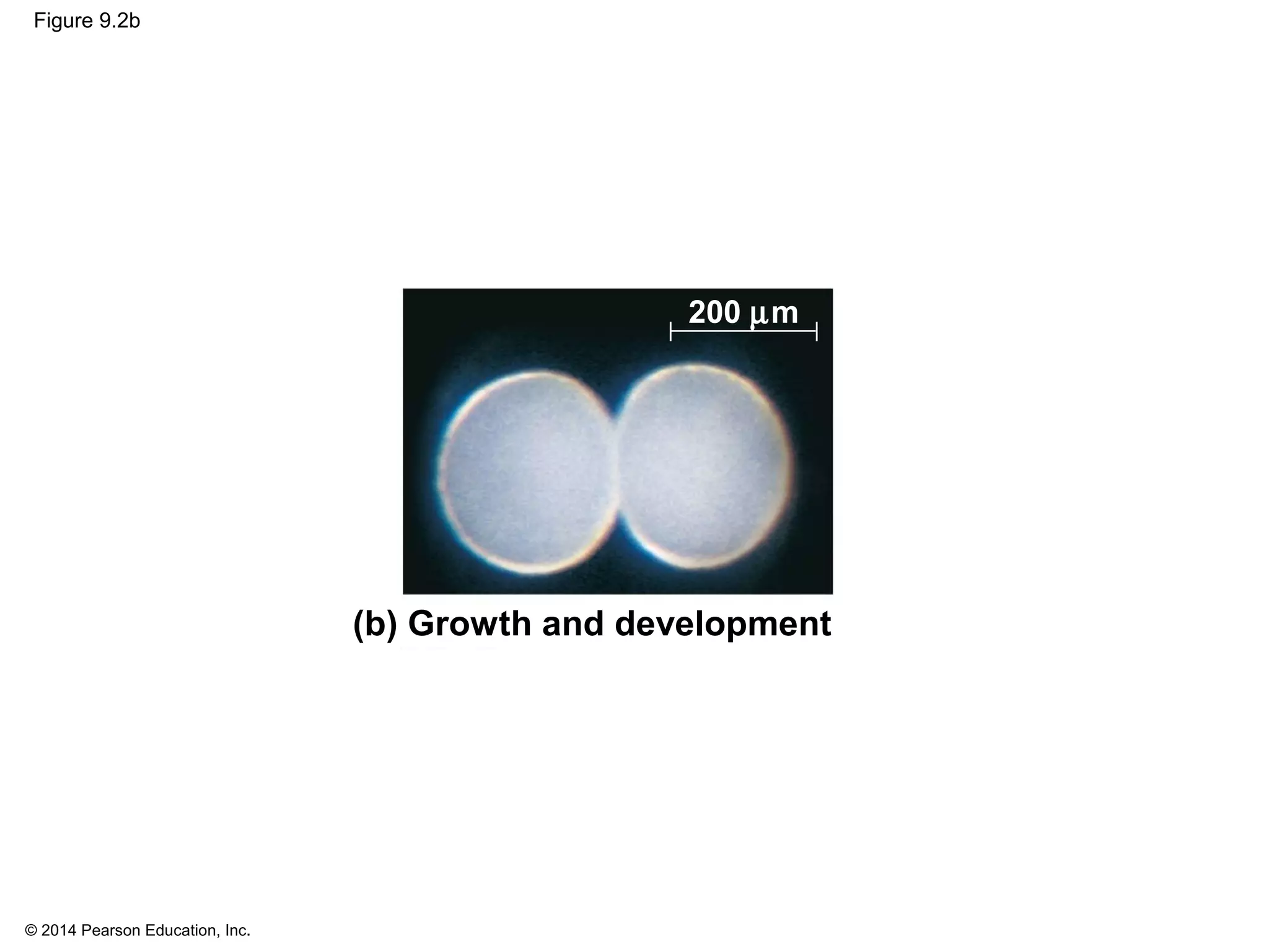 © 2014 Pearson Education, Inc.
Figure 9.2b
(b) Growth and development
200 µm
 