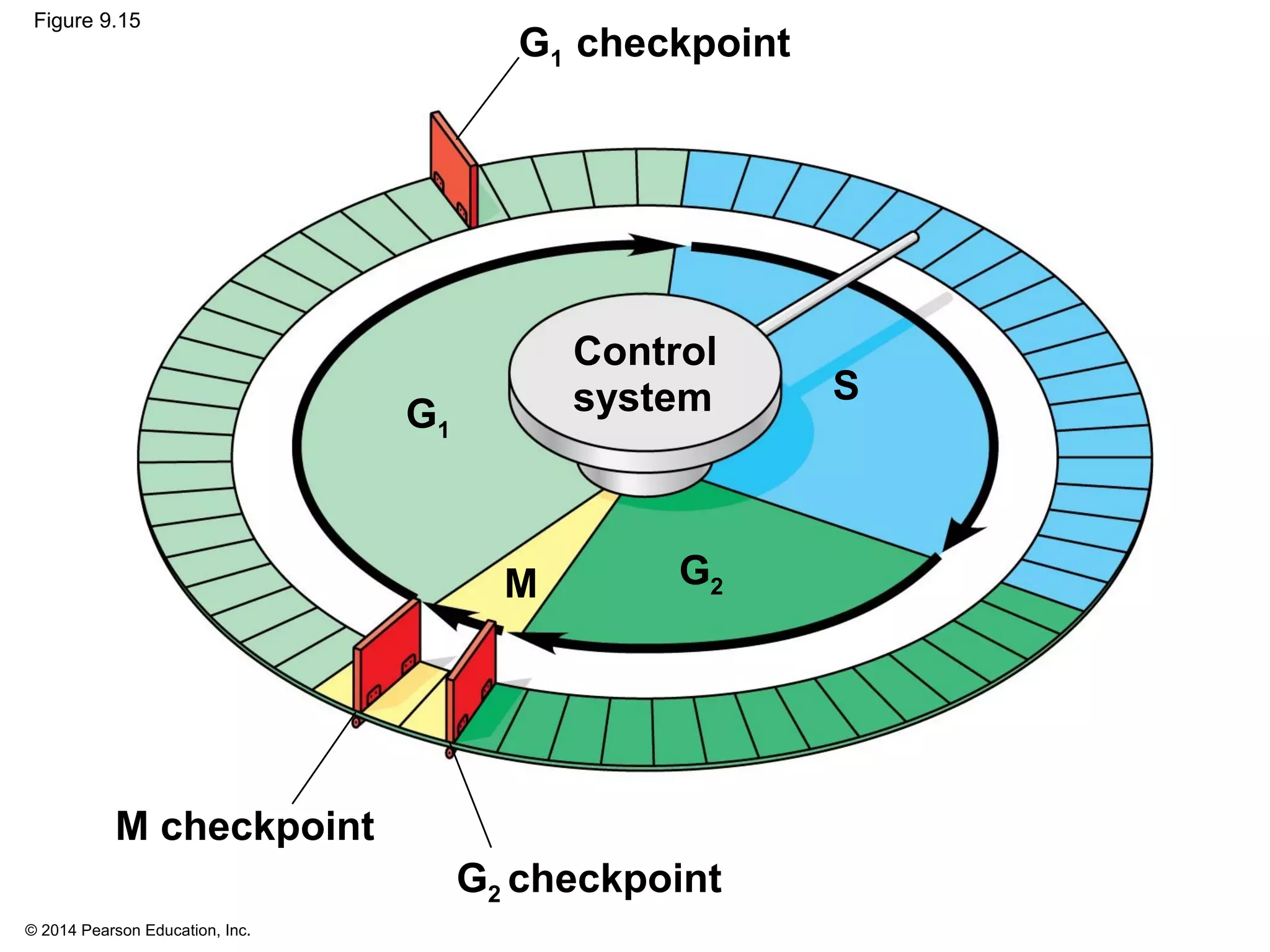 © 2014 Pearson Education, Inc.
Figure 9.15
M checkpoint
S
M
G1
G2
G1 checkpoint
G2 checkpoint
Control
system
 
