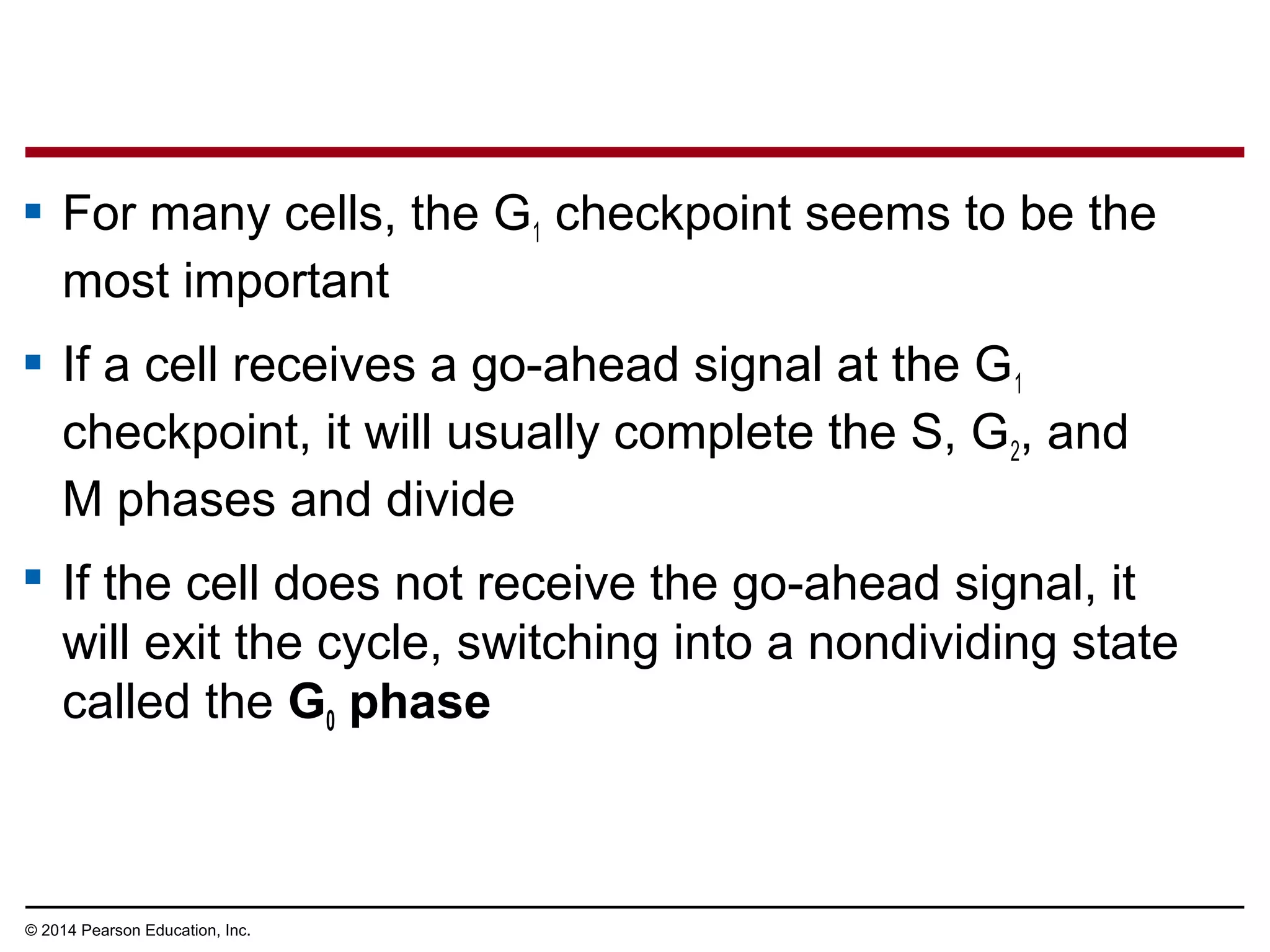  For many cells, the G1 checkpoint seems to be the
most important
 If a cell receives a go-ahead signal at the G1
checkpoint, it will usually complete the S, G2, and
M phases and divide
 If the cell does not receive the go-ahead signal, it
will exit the cycle, switching into a nondividing state
called the G0 phase
© 2014 Pearson Education, Inc.
 