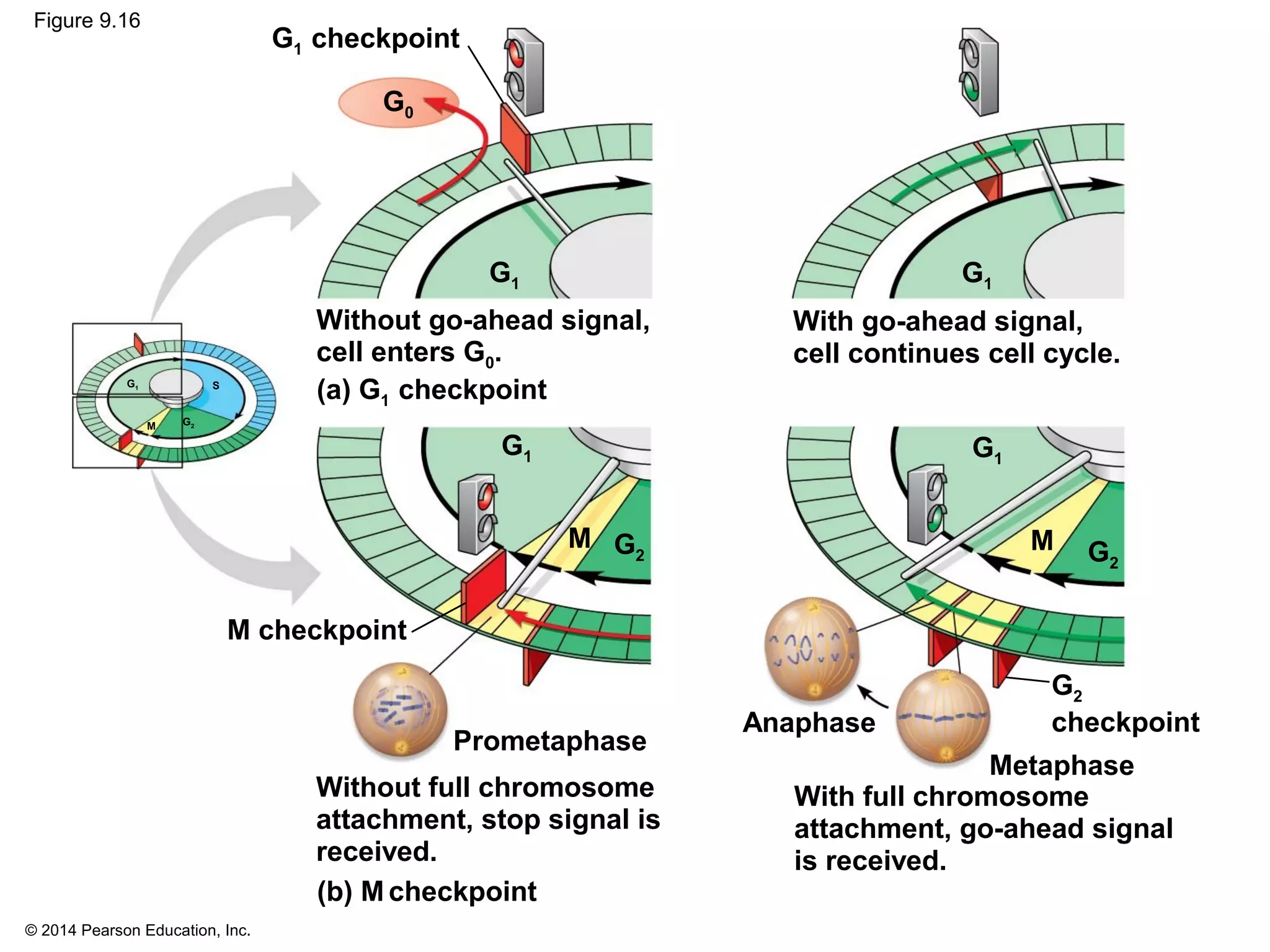 © 2014 Pearson Education, Inc.
Figure 9.16
M checkpoint
G1
G1 checkpoint
M
G1
G2
Without go-ahead signal,
cell enters G0.
G0
With go-ahead signal,
cell continues cell cycle.
(a) G1 checkpoint
Prometaphase
G1
M G2
Without full chromosome
attachment, stop signal is
received.
(b) M checkpoint
S
G1
M
G1
G2
G2
checkpoint
Metaphase
Anaphase
With full chromosome
attachment, go-ahead signal
is received.
 