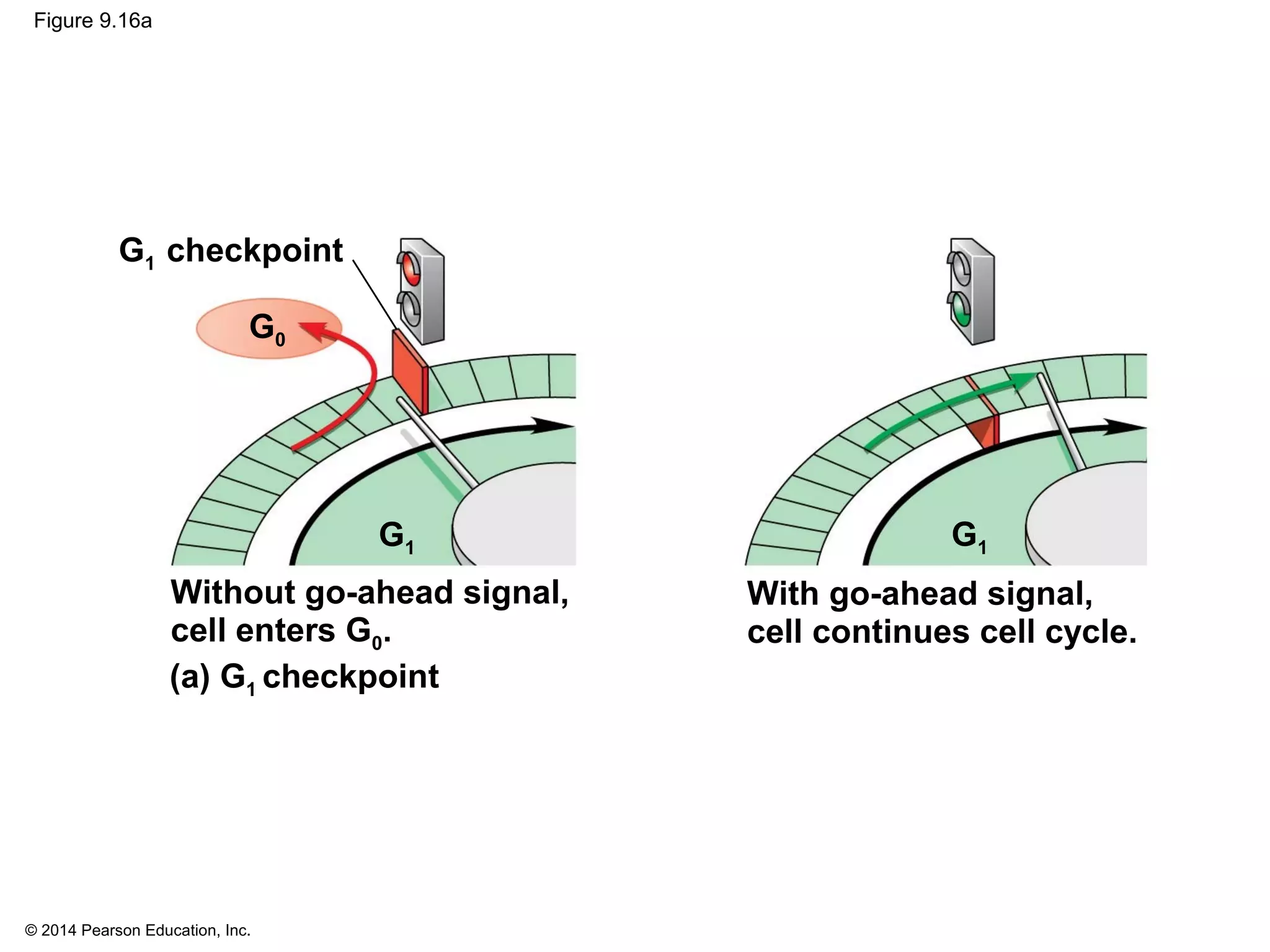 © 2014 Pearson Education, Inc.
Figure 9.16a
G1
G1 checkpoint
Without go-ahead signal,
cell enters G0.
G0
With go-ahead signal,
cell continues cell cycle.
(a) G1 checkpoint
G1
 
