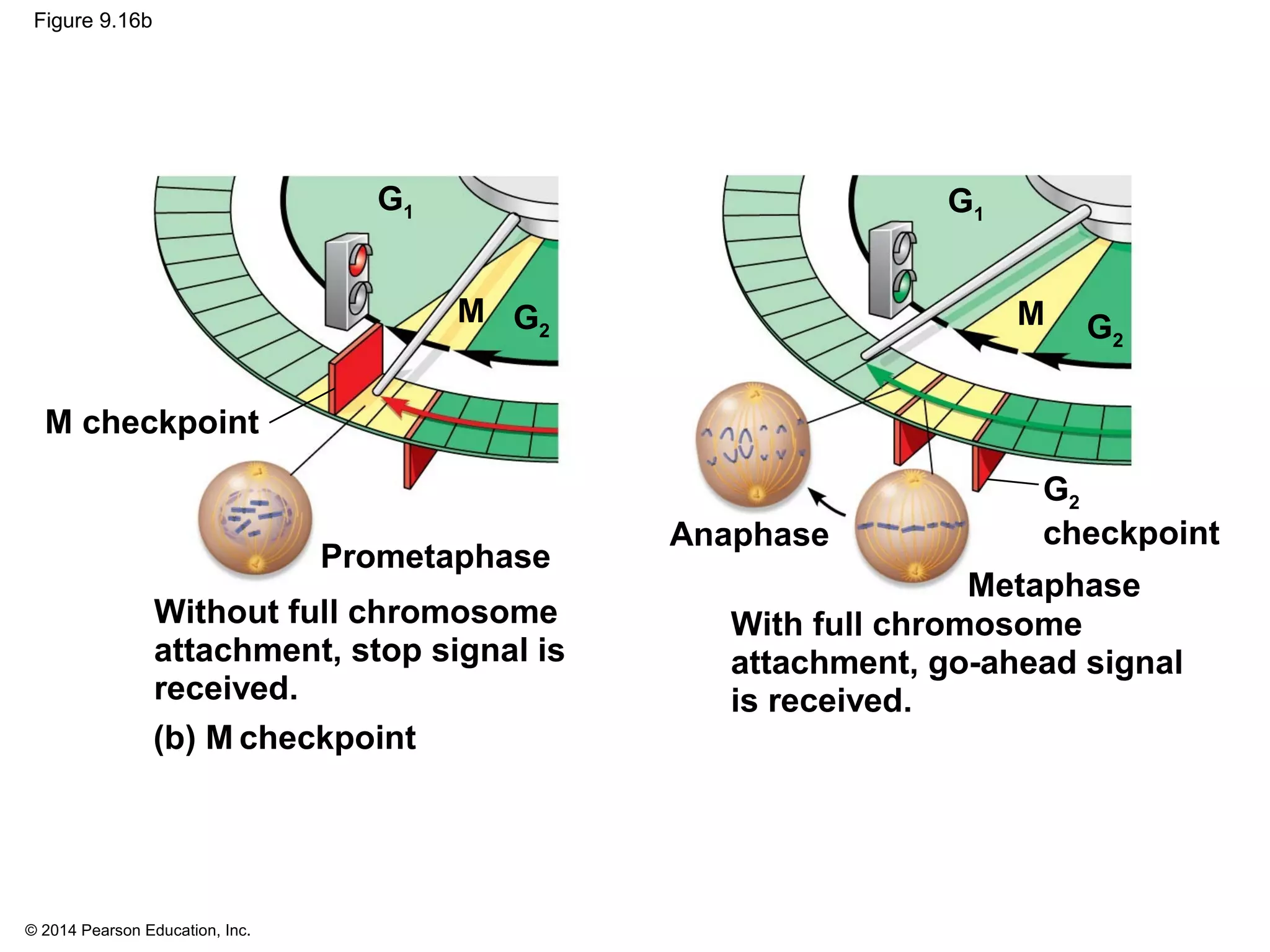 © 2014 Pearson Education, Inc.
Figure 9.16b
M checkpoint
M
G1
G2
Prometaphase
Without full chromosome
attachment, stop signal is
received.
(b) M checkpoint
M
G1
G2
G2
checkpoint
Metaphase
Anaphase
With full chromosome
attachment, go-ahead signal
is received.
 