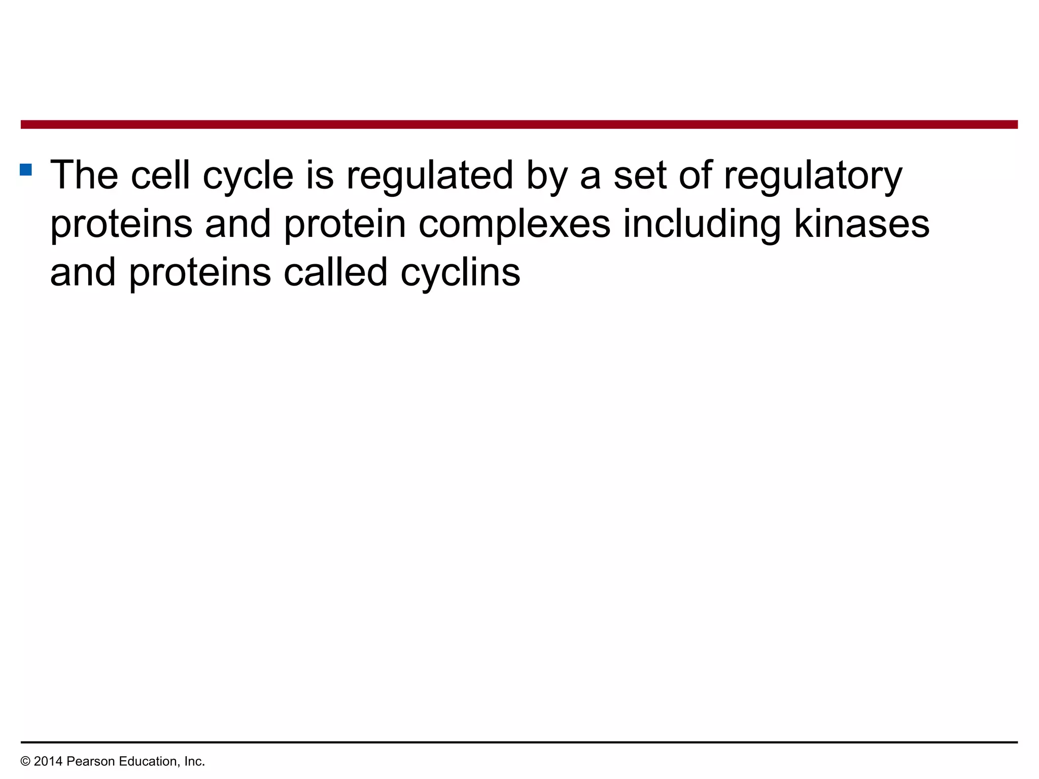  The cell cycle is regulated by a set of regulatory
proteins and protein complexes including kinases
and proteins called cyclins
© 2014 Pearson Education, Inc.
 