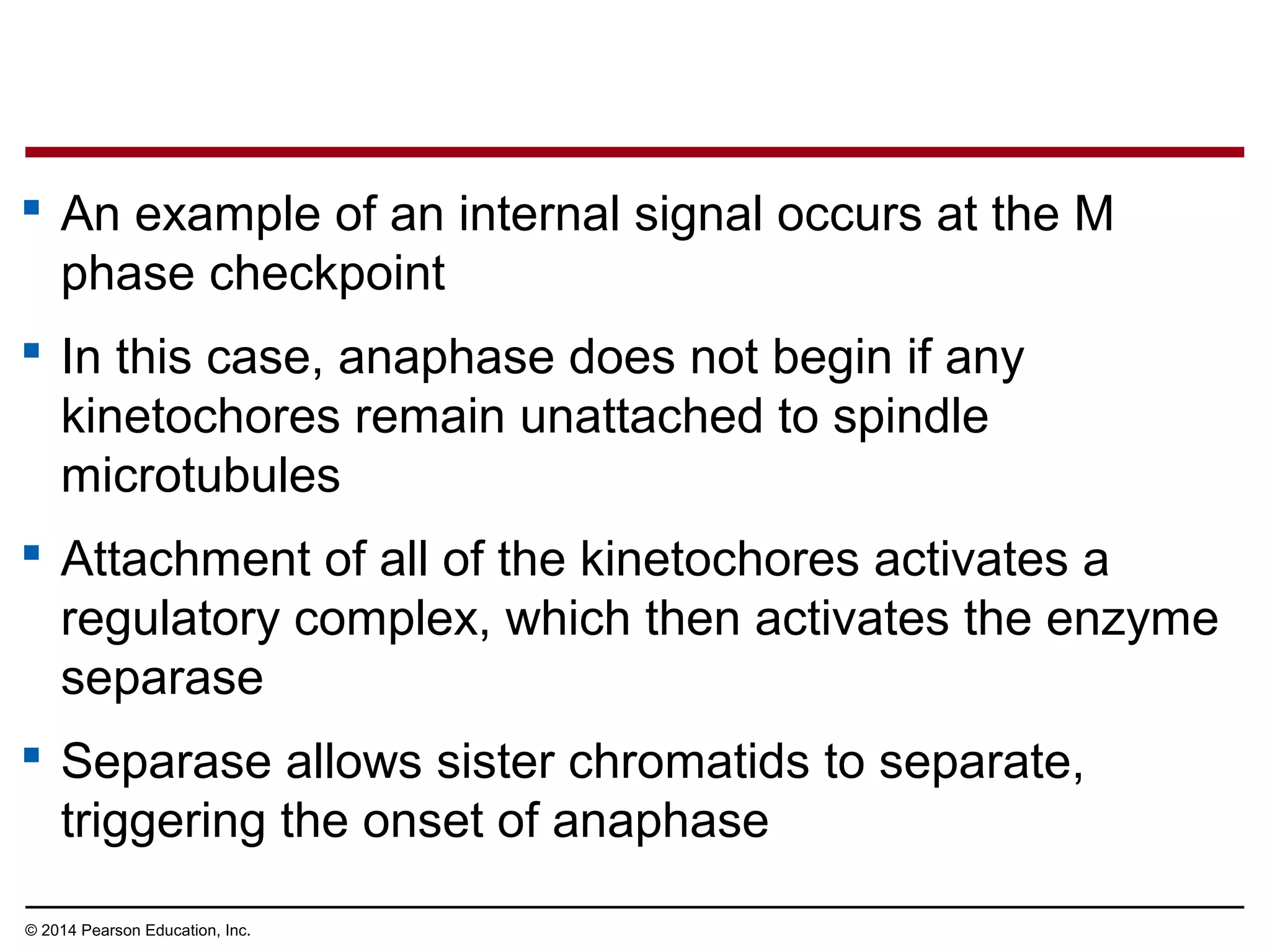  An example of an internal signal occurs at the M
phase checkpoint
 In this case, anaphase does not begin if any
kinetochores remain unattached to spindle
microtubules
 Attachment of all of the kinetochores activates a
regulatory complex, which then activates the enzyme
separase
 Separase allows sister chromatids to separate,
triggering the onset of anaphase
© 2014 Pearson Education, Inc.
 