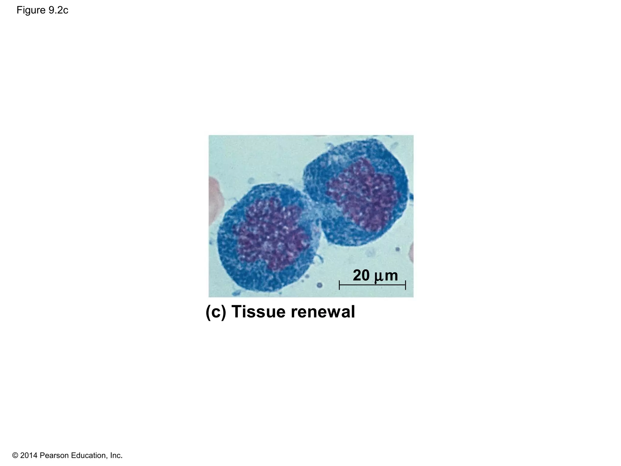 © 2014 Pearson Education, Inc.
Figure 9.2c
(c) Tissue renewal
20 µm
 