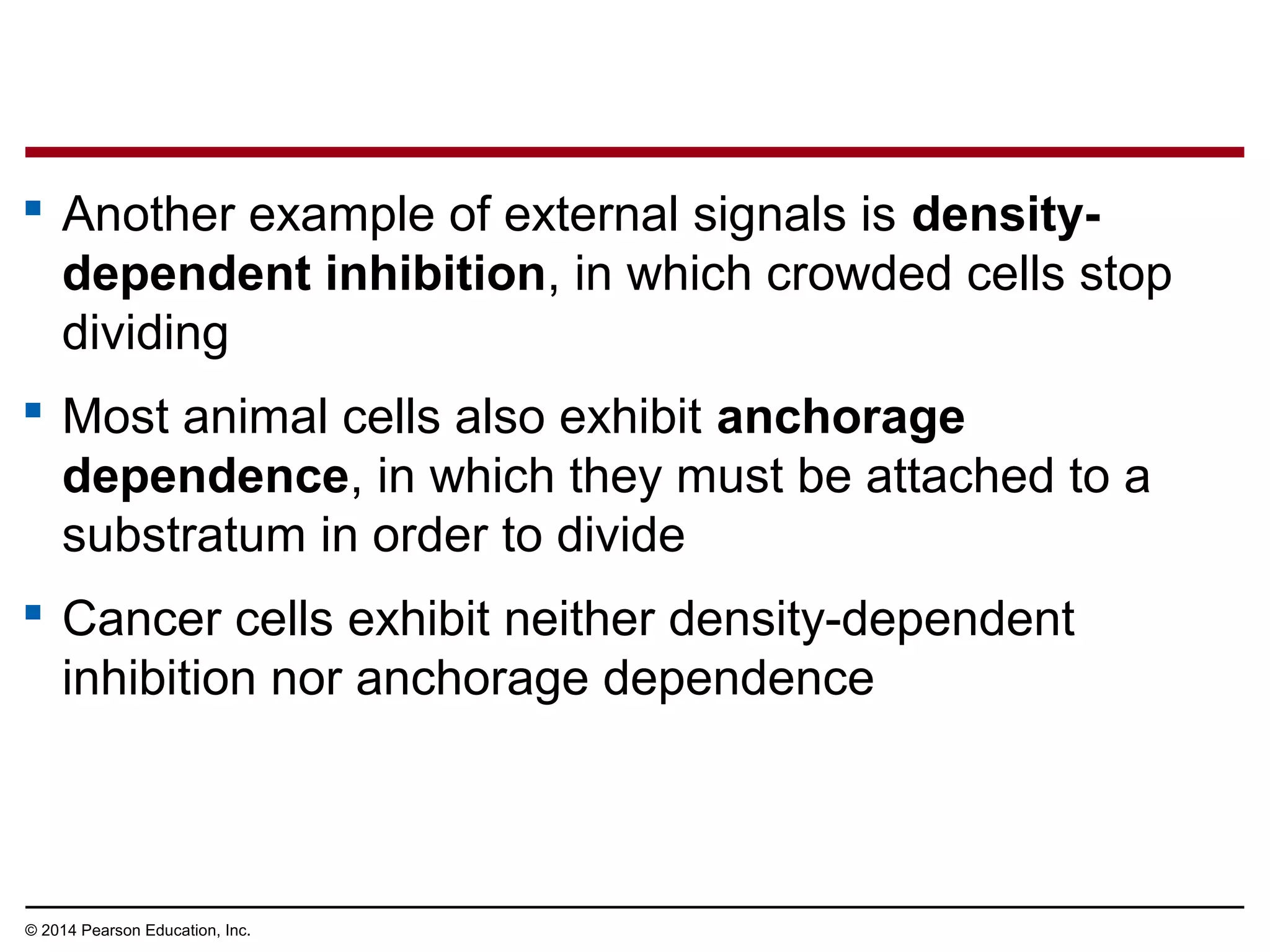  Another example of external signals is density-
dependent inhibition, in which crowded cells stop
dividing
 Most animal cells also exhibit anchorage
dependence, in which they must be attached to a
substratum in order to divide
 Cancer cells exhibit neither density-dependent
inhibition nor anchorage dependence
© 2014 Pearson Education, Inc.
 