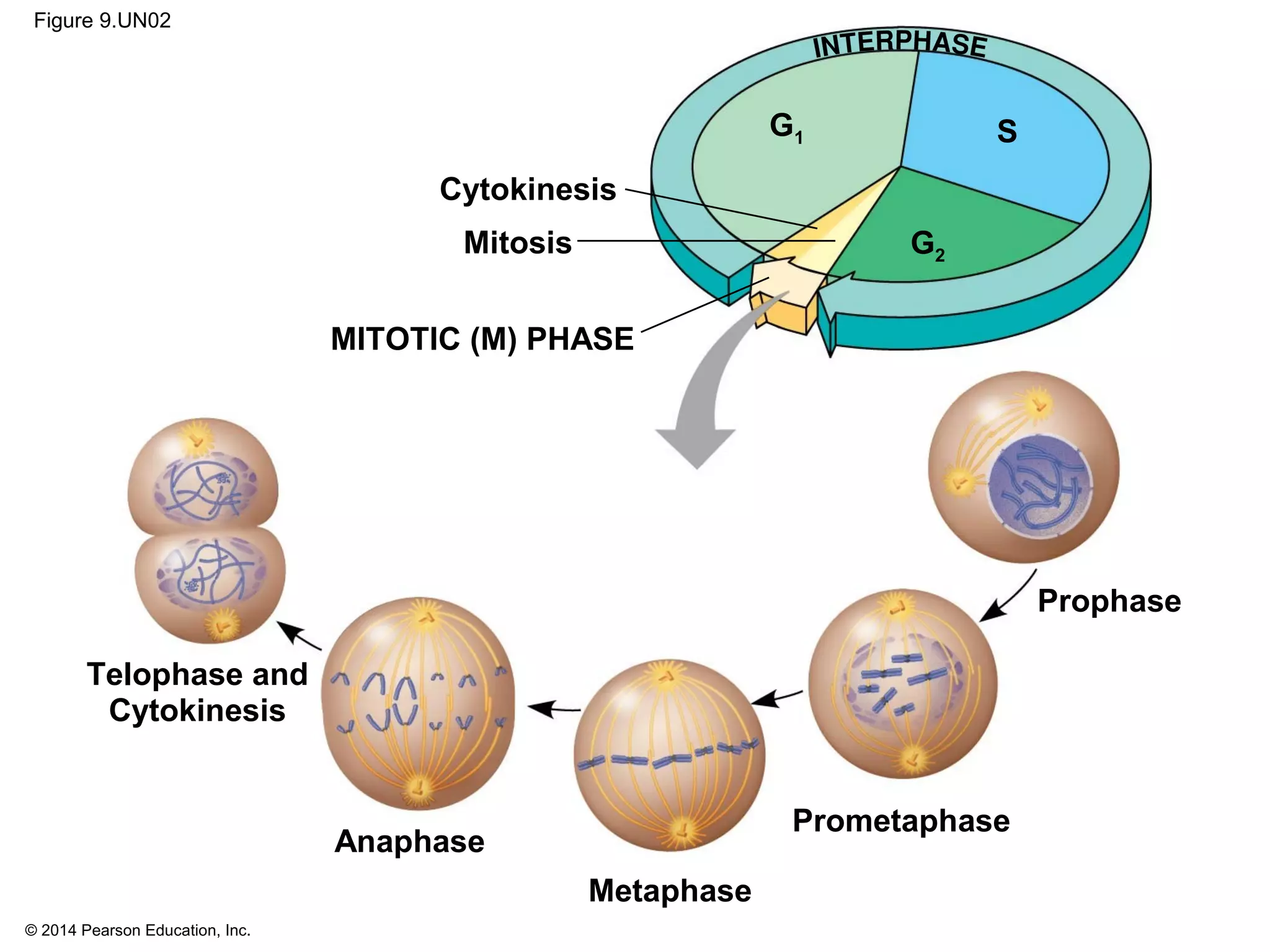 © 2014 Pearson Education, Inc.
Figure 9.UN02
SG1
G2Mitosis
Telophase and
Cytokinesis
Cytokinesis
MITOTIC (M) PHASE
Anaphase
Metaphase
Prometaphase
Prophase
 