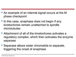 Anaohase Example Biology in Focus - Chapter 9 | PPT