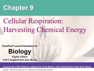 Copyright © 2008 Pearson Education, Inc., publishing as Pearson Benjamin Cummings
PowerPoint® Lecture Presentations for
Biology
Eighth Edition
Neil Campbell and Jane Reece
Lectures by Chris Romero, updated by Erin Barley with contributions from Joan Sharp
Chapter 9
Cellular Respiration:
Harvesting Chemical Energy
 