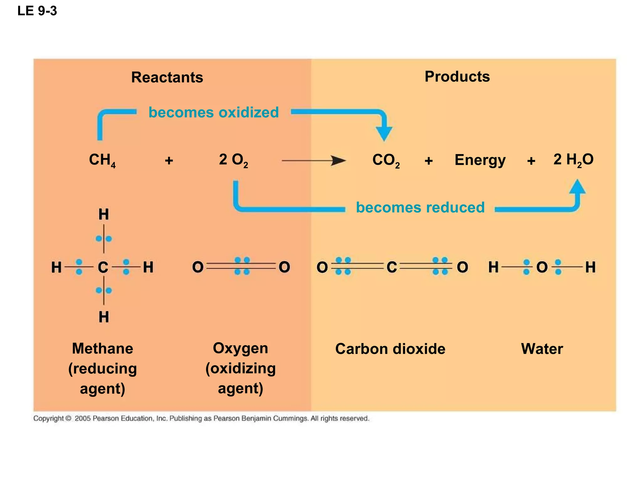 LE 9-3 Reactants becomes oxidized becomes reduced Products H Methane (reducing agent) Oxygen (oxidizing agent) Carbon dioxide Water H C H H O O O O C O H H CH 4 2 O 2 + + + CO 2 Energy 2 H 2 O 