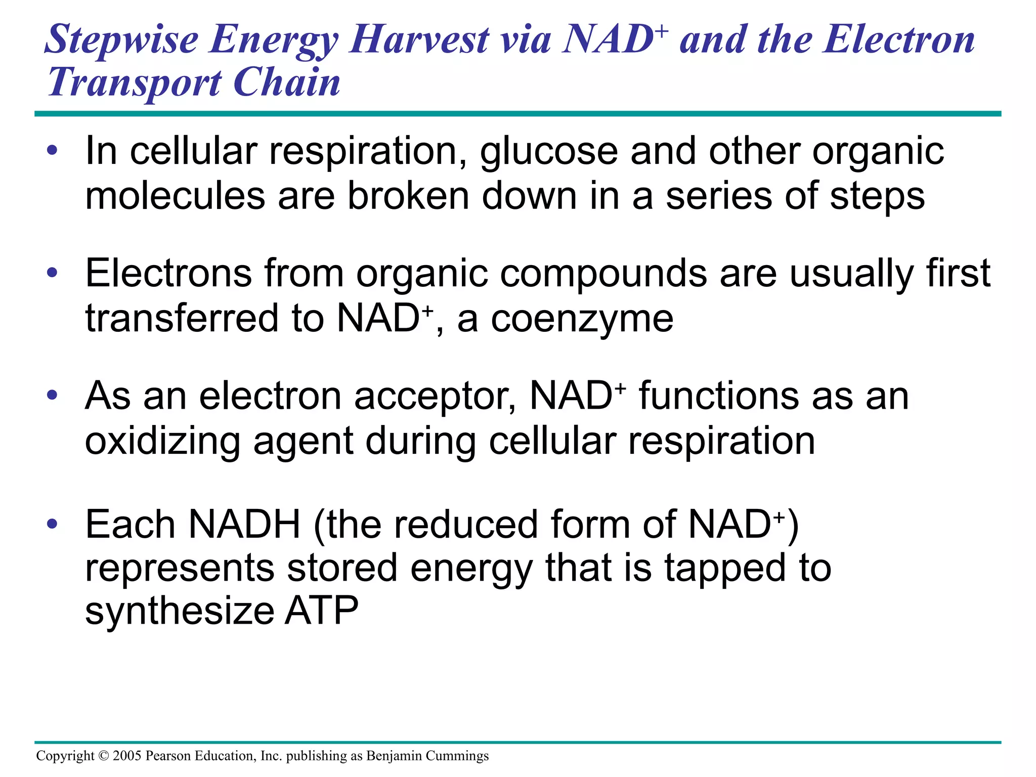 Stepwise Energy Harvest via NAD +  and the Electron Transport Chain In cellular respiration, glucose and other organic molecules are broken down in a series of steps Electrons from organic compounds are usually first transferred to NAD + , a coenzyme As an electron acceptor, NAD +  functions as an oxidizing agent during cellular respiration Each NADH (the reduced form of NAD + ) represents stored energy that is tapped to synthesize ATP 