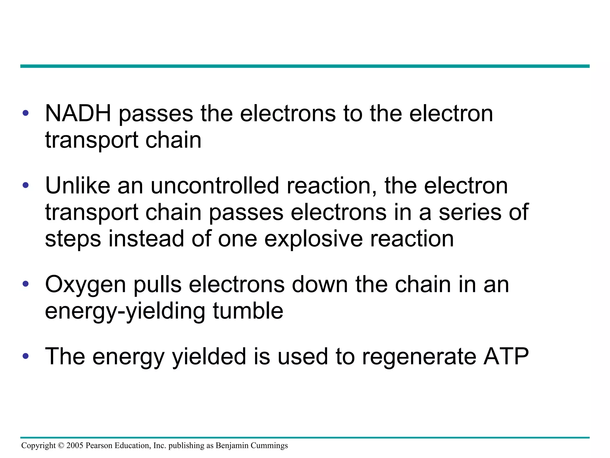 NADH passes the electrons to the electron transport chain Unlike an uncontrolled reaction, the electron transport chain passes electrons in a series of steps instead of one explosive reaction Oxygen pulls electrons down the chain in an energy-yielding tumble The energy yielded is used to regenerate ATP 