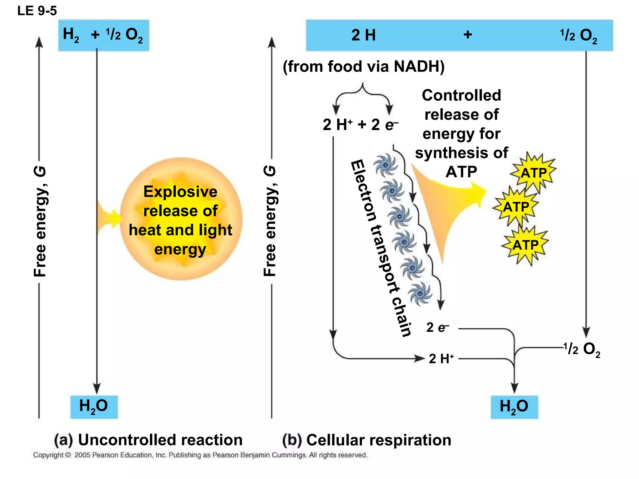 LE 9-5 2 H +  + 2  e –   2 H (from food via NADH) Controlled release of energy for synthesis of ATP ATP ATP ATP 2 H + 2  e –   H 2 O + 1 / 2  O 2 1 / 2  O 2 H 2 + 1 / 2  O 2 H 2 O Explosive release of heat and light energy Cellular respiration Uncontrolled reaction Free energy,  G Free energy,  G Electron transport chain 