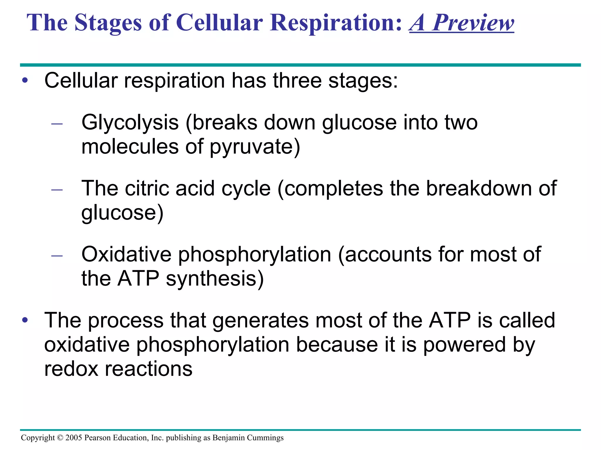 The Stages of Cellular Respiration:  A Preview Cellular respiration has three stages: Glycolysis (breaks down glucose into two molecules of pyruvate) The citric acid cycle (completes the breakdown of glucose) Oxidative phosphorylation (accounts for most of the ATP synthesis) The process that generates most of the ATP is called oxidative phosphorylation because it is powered by redox reactions 
