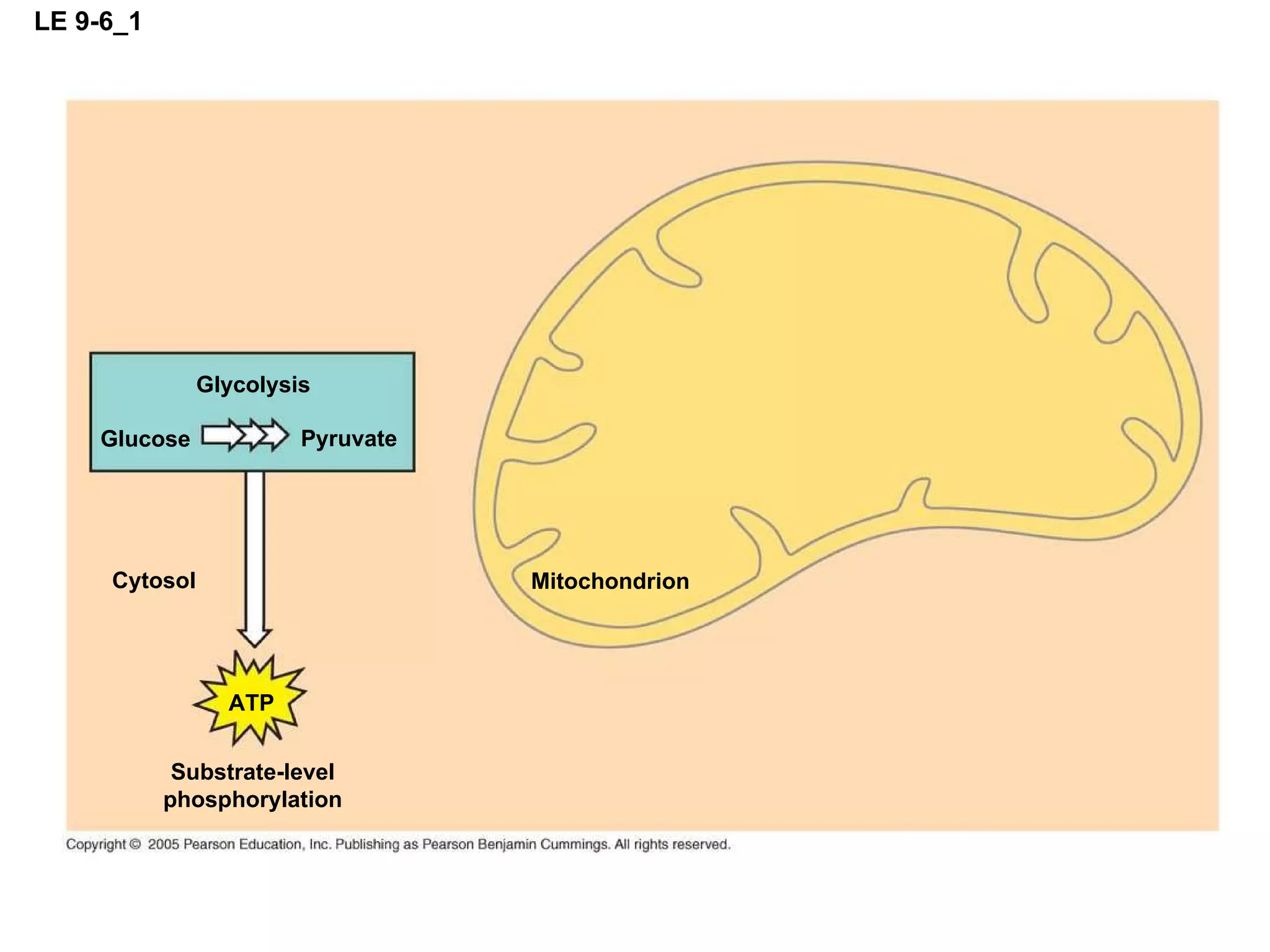 LE 9-6_1 Mitochondrion Glycolysis Pyruvate Glucose Cytosol ATP Substrate-level phosphorylation 