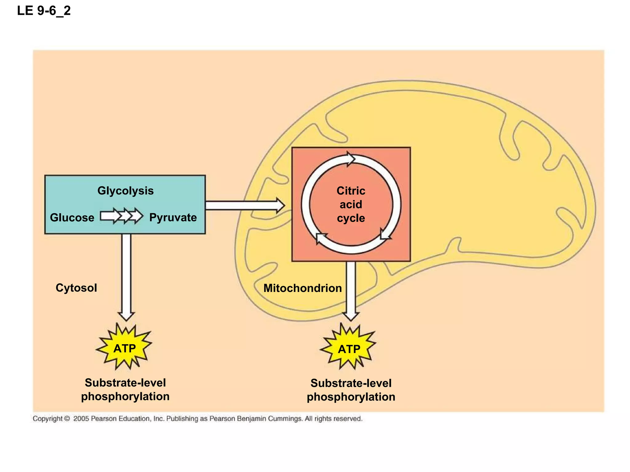 LE 9-6_2 Mitochondrion Glycolysis Pyruvate Glucose Cytosol ATP Substrate-level phosphorylation ATP Substrate-level phosphorylation Citric acid cycle 
