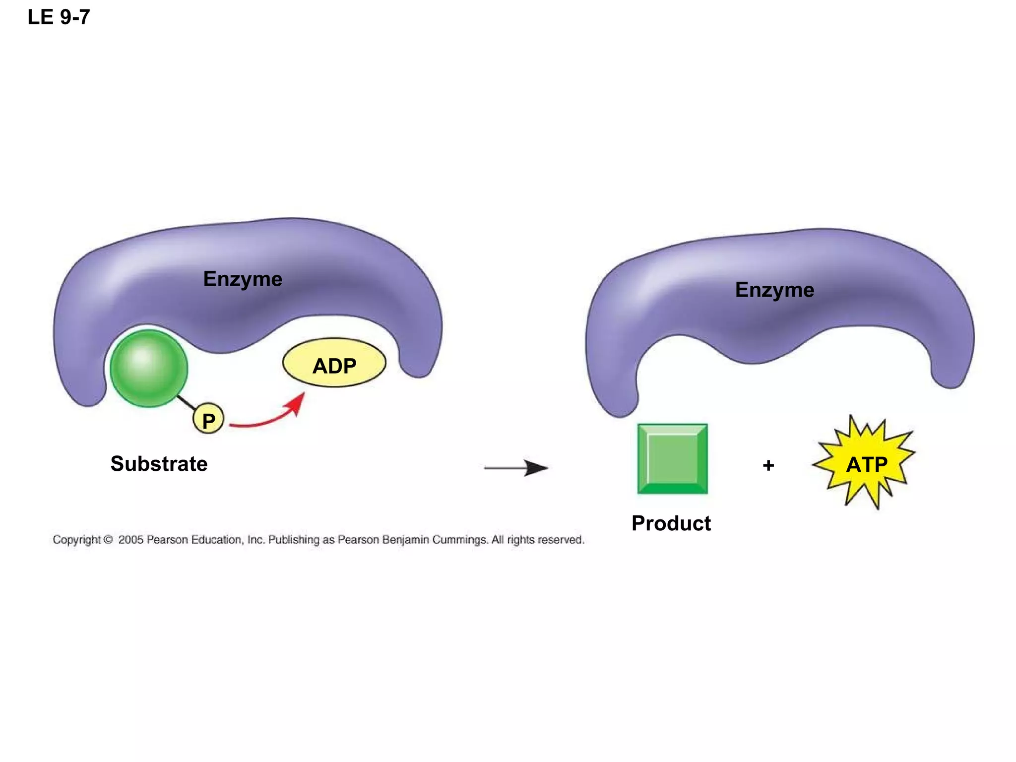 LE 9-7 Enzyme ADP P Substrate Product Enzyme ATP + 