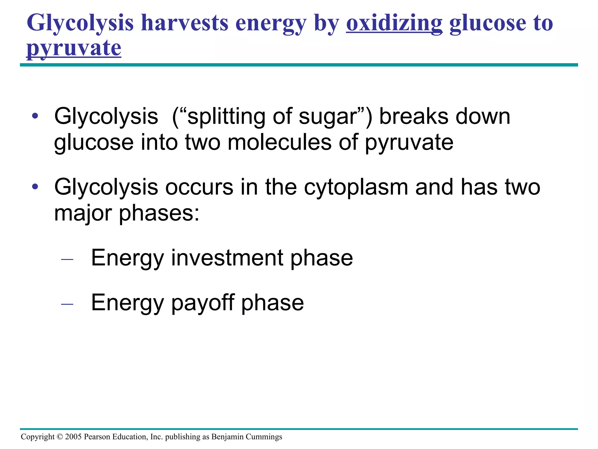 Glycolysis harvests energy by  oxidizing  glucose to  pyruvate Glycolysis  (“splitting of sugar”) breaks down glucose into two molecules of pyruvate Glycolysis occurs in the cytoplasm and has two major phases: Energy investment phase Energy payoff phase 