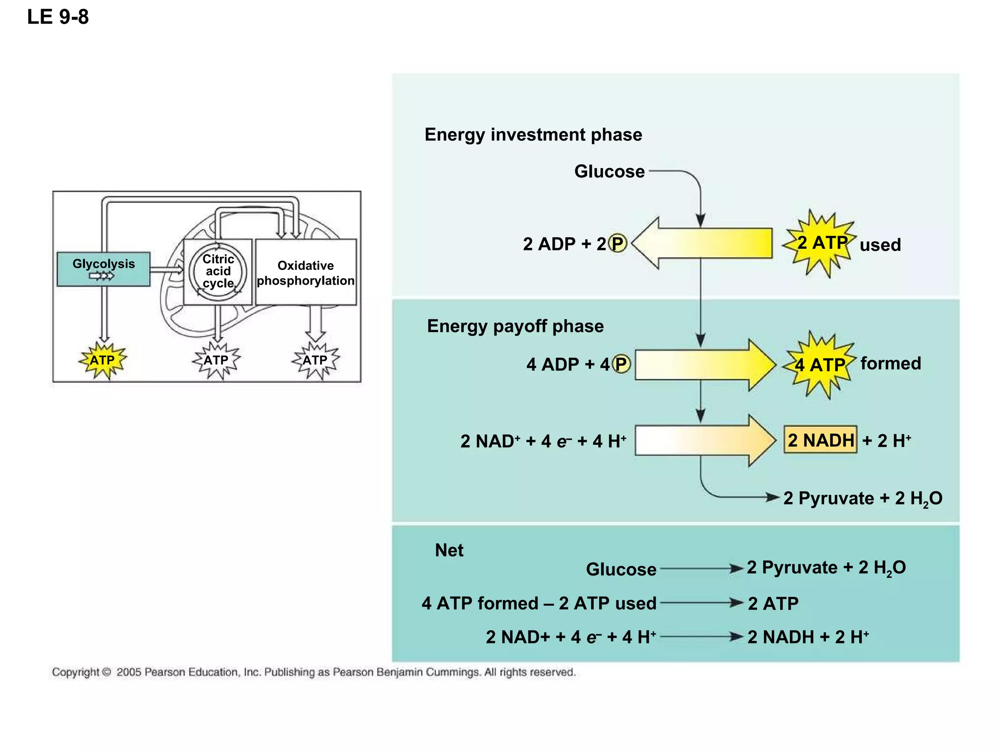 LE 9-8 Energy investment phase Glucose 2 ATP used 2 ADP + 2 P 4 ADP + 4 P 4 ATP formed 2 NAD +  + 4  e –  + 4 H + Energy payoff phase + 2 H + 2 NADH 2 Pyruvate + 2 H 2 O 2 Pyruvate + 2 H 2 O 2 ATP 2 NADH + 2 H + Glucose 4 ATP formed – 2 ATP used 2 NAD+ + 4  e –  + 4 H + Net Glycolysis Citric acid cycle Oxidative phosphorylation ATP ATP ATP 