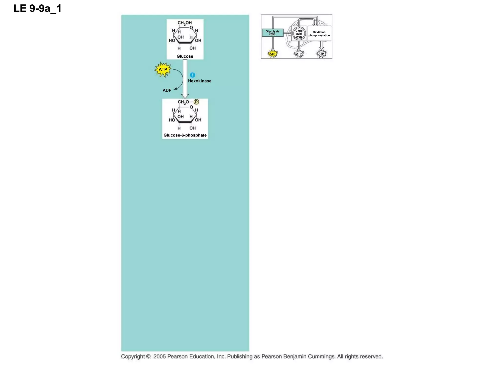 LE 9-9a_1 Glucose ATP ADP Hexokinase ATP ATP ATP Glycolysis Oxidation phosphorylation Citric acid cycle Glucose-6-phosphate 