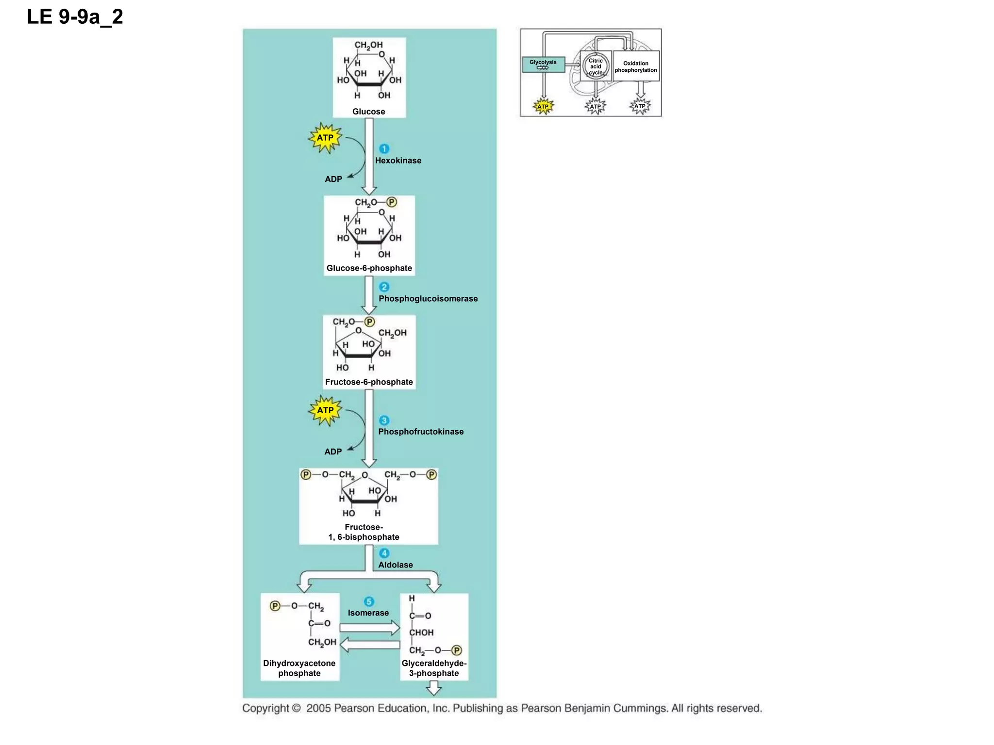 LE 9-9a_2 Glucose ATP ADP Hexokinase ATP ATP ATP Glycolysis Oxidation phosphorylation Citric acid cycle Glucose-6-phosphate Phosphoglucoisomerase Phosphofructokinase Fructose-6-phosphate ATP ADP Fructose- 1, 6-bisphosphate Aldolase Isomerase Dihydroxyacetone phosphate Glyceraldehyde- 3-phosphate 