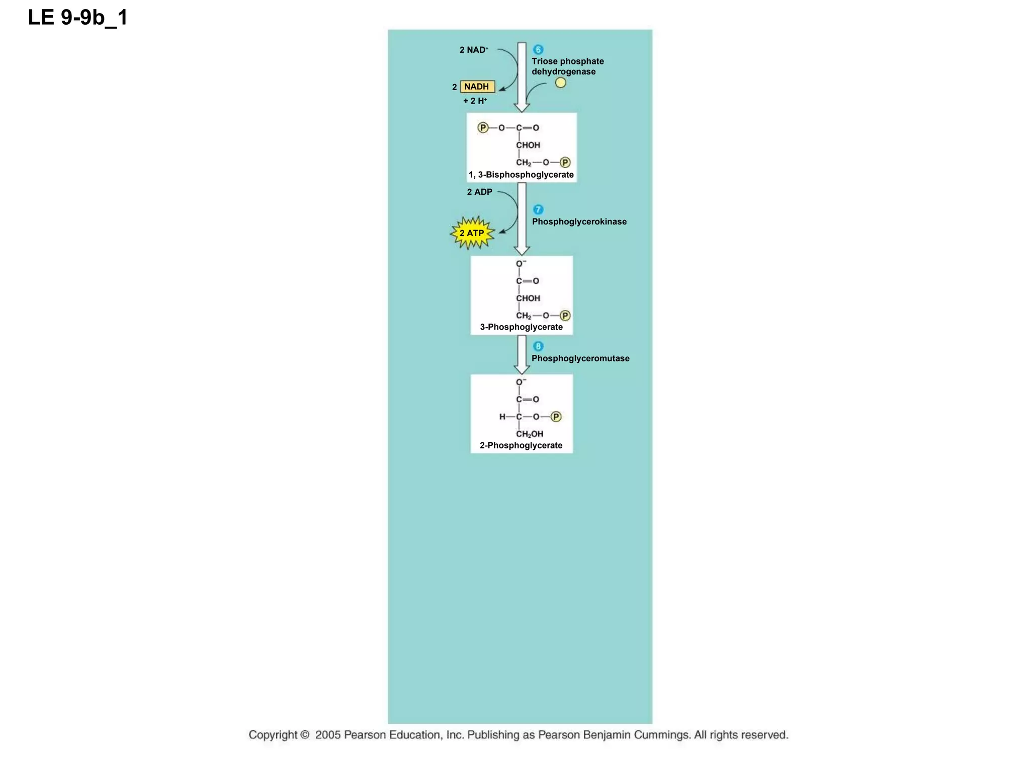 LE 9-9b_1 2 NAD + Triose phosphate dehydrogenase + 2 H + NADH 2 1, 3-Bisphosphoglycerate 2 ADP 2 ATP Phosphoglycerokinase Phosphoglyceromutase 2-Phosphoglycerate 3-Phosphoglycerate 