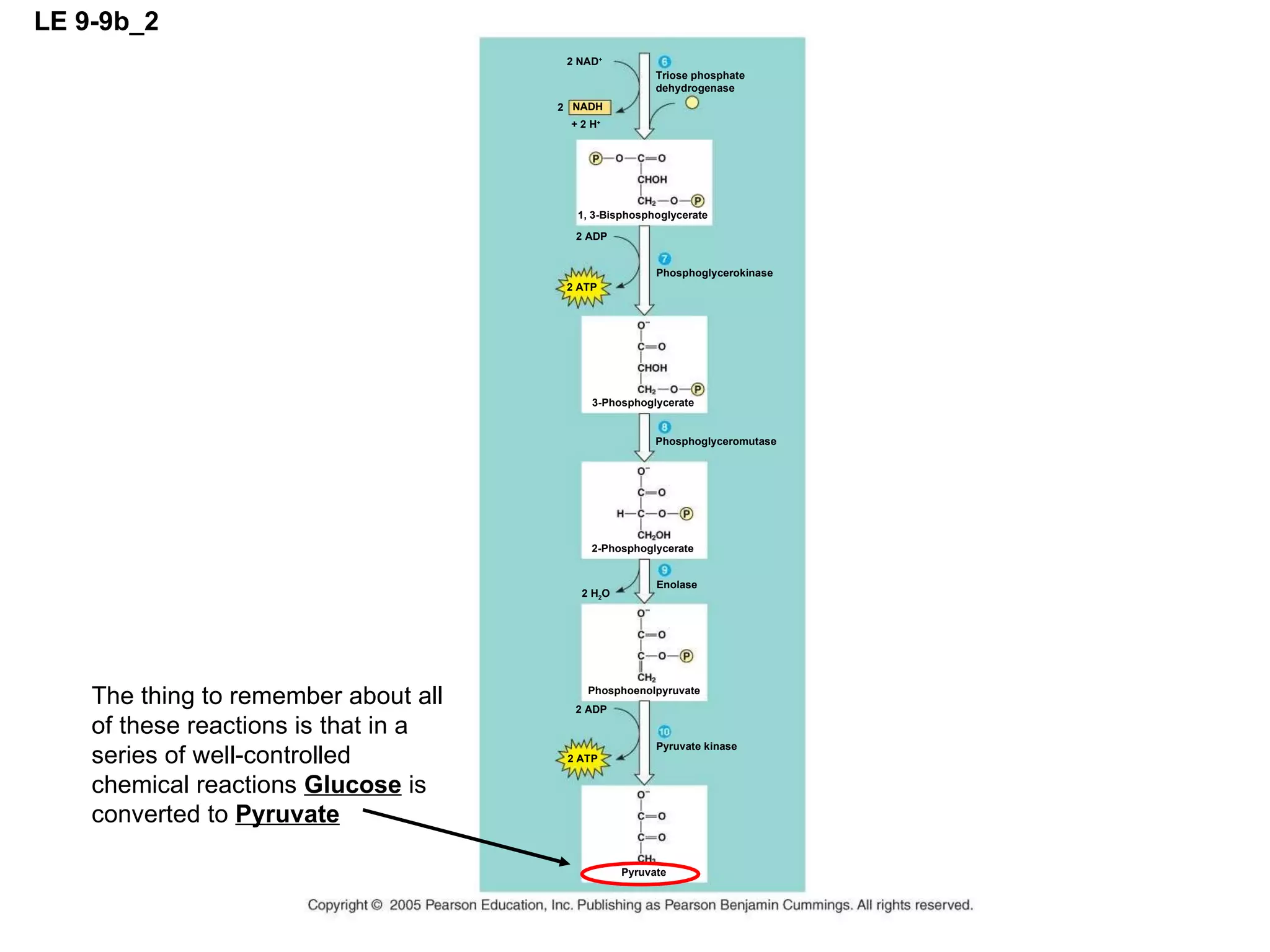 LE 9-9b_2 2 NAD + Triose phosphate dehydrogenase + 2 H + NADH 2 1, 3-Bisphosphoglycerate 2 ADP 2 ATP Phosphoglycerokinase Phosphoglyceromutase 2-Phosphoglycerate 3-Phosphoglycerate 2 ADP 2 ATP Pyruvate kinase 2 H 2 O Enolase Phosphoenolpyruvate Pyruvate The thing to remember about all of these reactions is that in a series of well-controlled chemical reactions  Glucose  is converted to  Pyruvate 