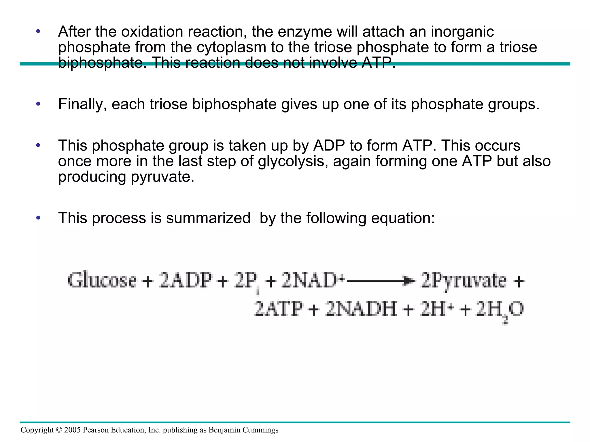 After the oxidation reaction, the enzyme will attach an inorganic phosphate from the cytoplasm to the triose phosphate to form a triose biphosphate. This reaction does not involve ATP. Finally, each triose biphosphate gives up one of its phosphate groups.  This phosphate group is taken up by ADP to form ATP. This occurs once more in the last step of glycolysis, again forming one ATP but also producing pyruvate. This process is summarized  by the following equation: 